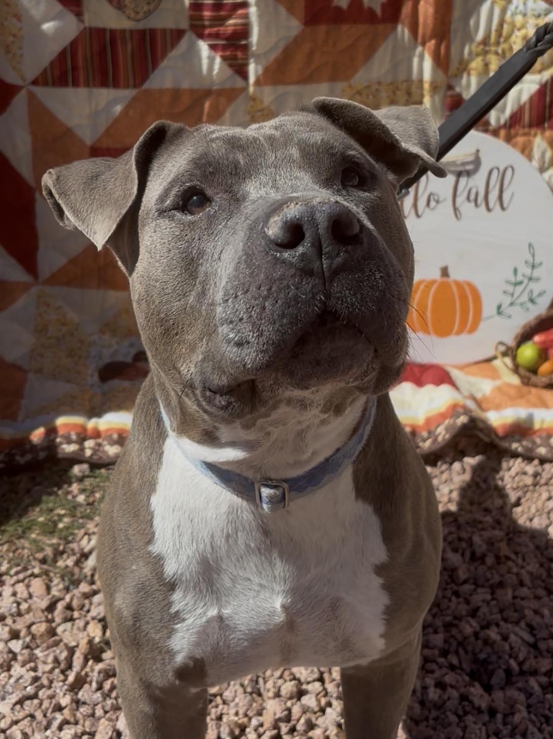 Enlarge Max, a Adoptable mixed breed in Payson, AZ image 2/6