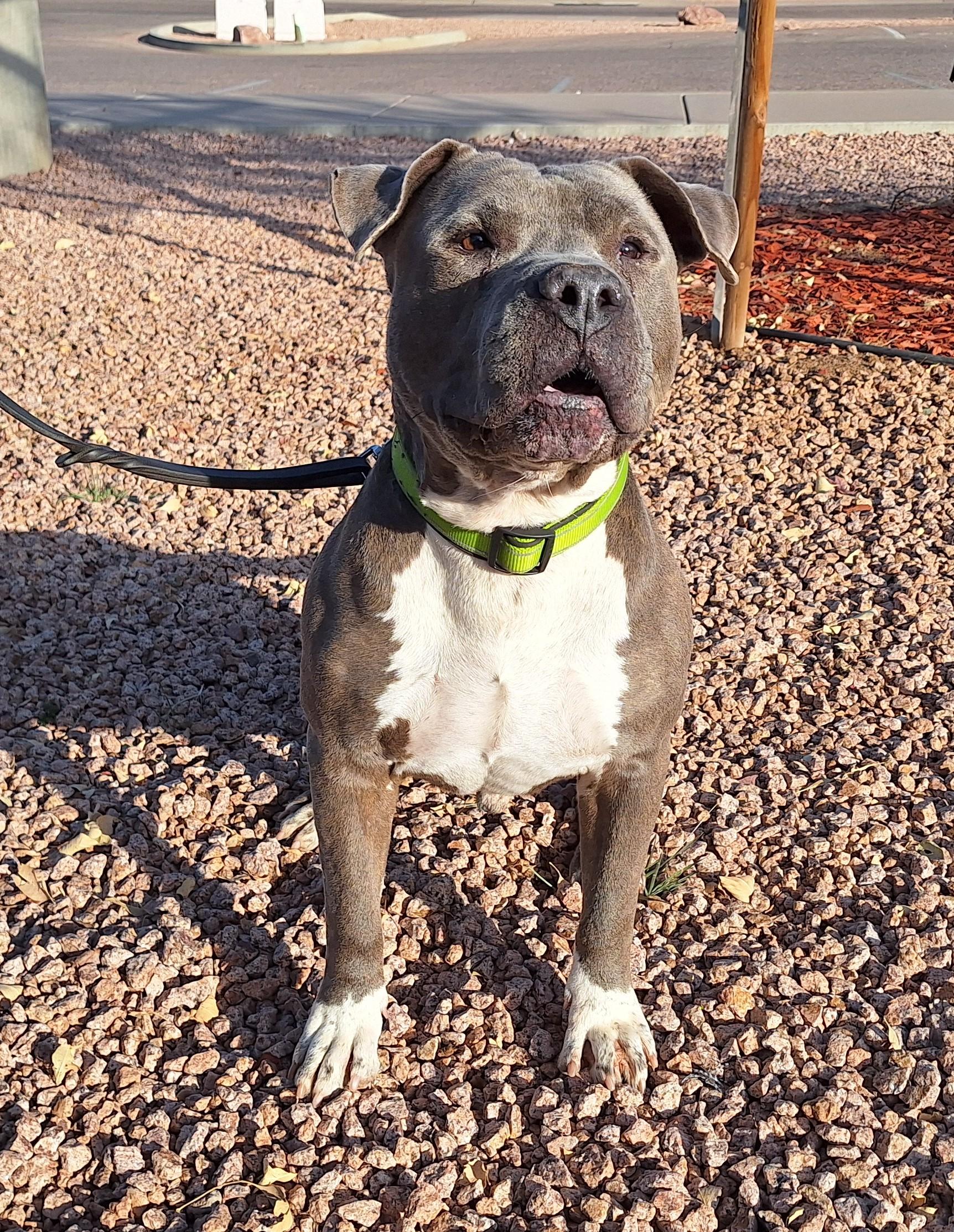 Enlarge Max, a Adoptable mixed breed in Payson, AZ image 6/6
