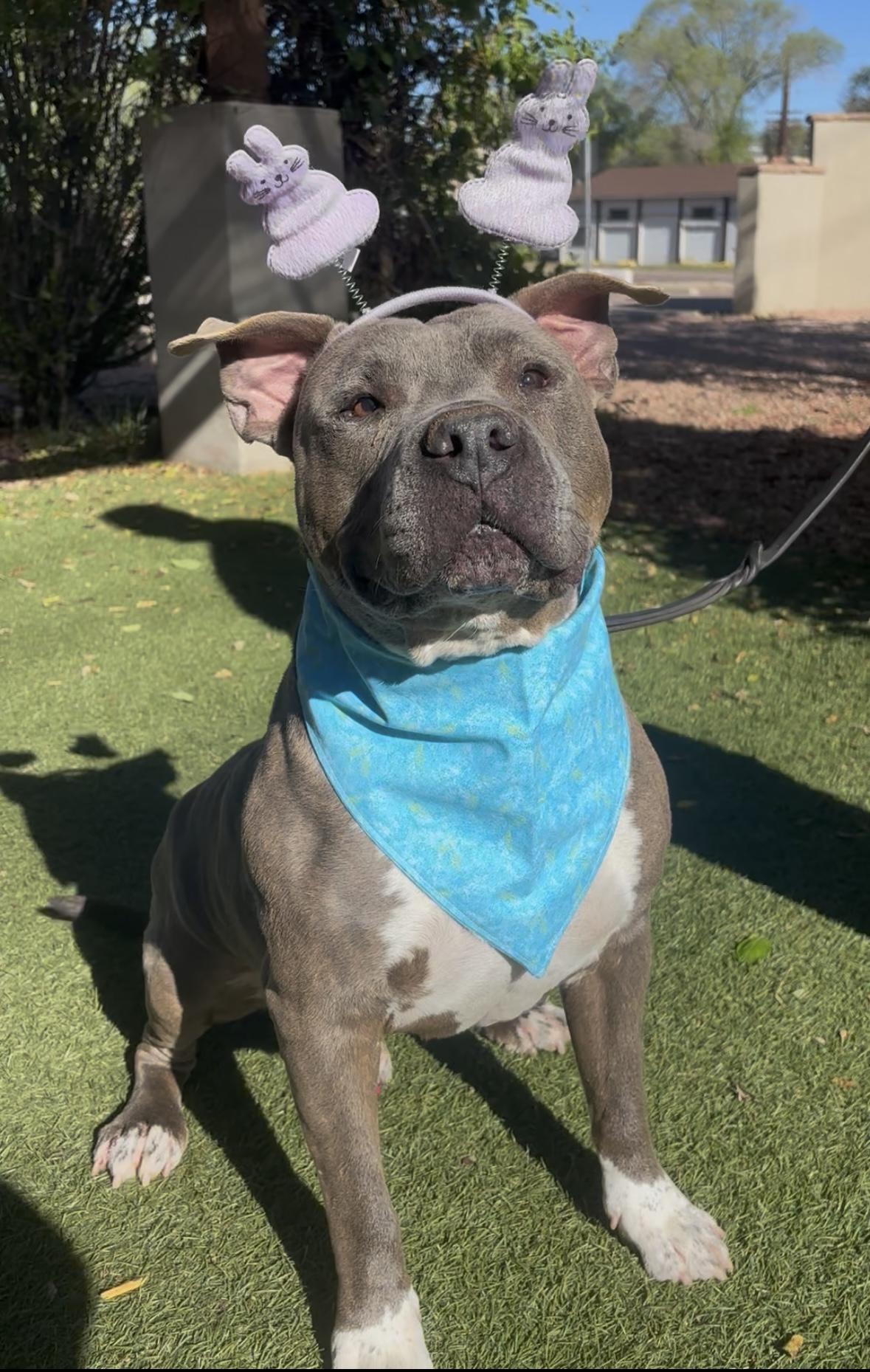 Max, Adoptable, Senior Male Pit Bull Terrier.