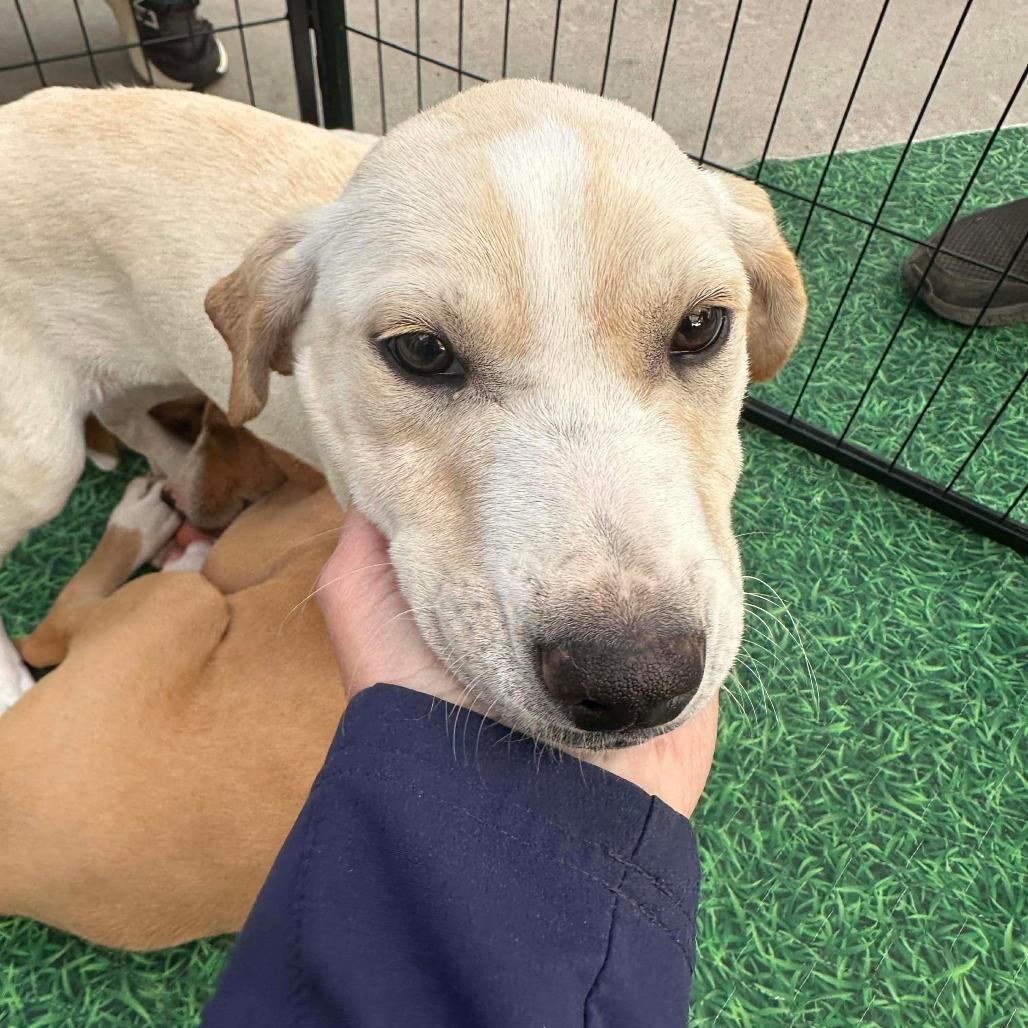Ginger, a Adoptable mixed breed in Griswold, CT image 1/5