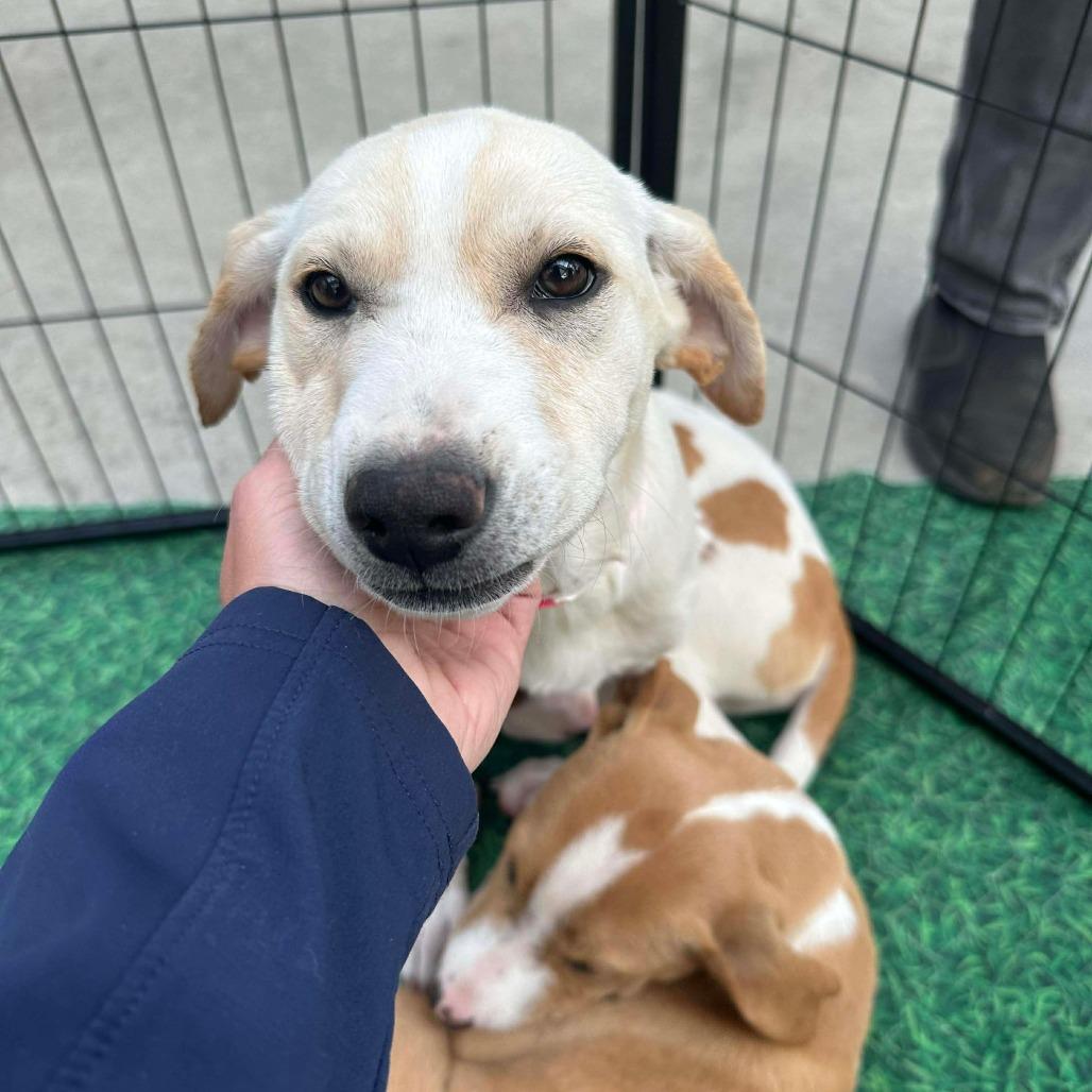 Ginger, a Adoptable mixed breed in Griswold, CT image 2/5