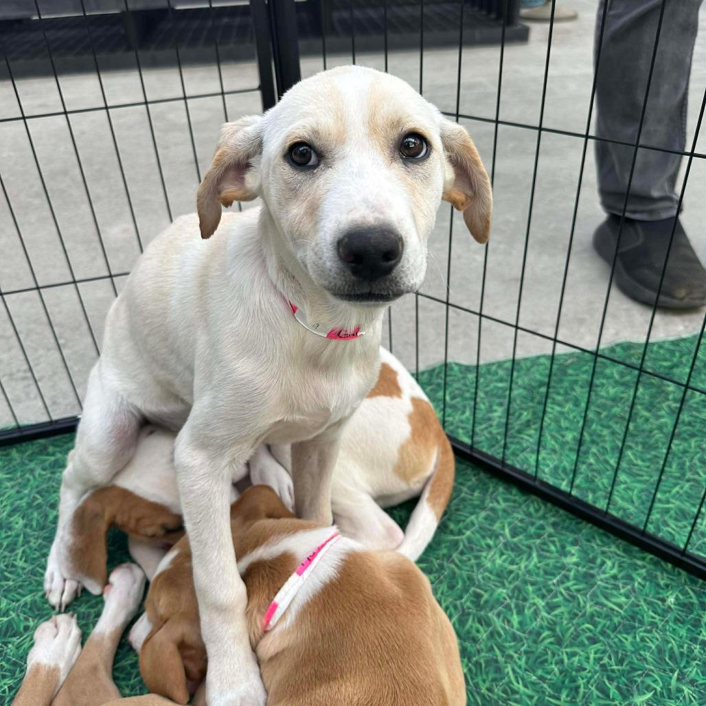 Ginger, a Adoptable mixed breed in Griswold, CT image 3/5