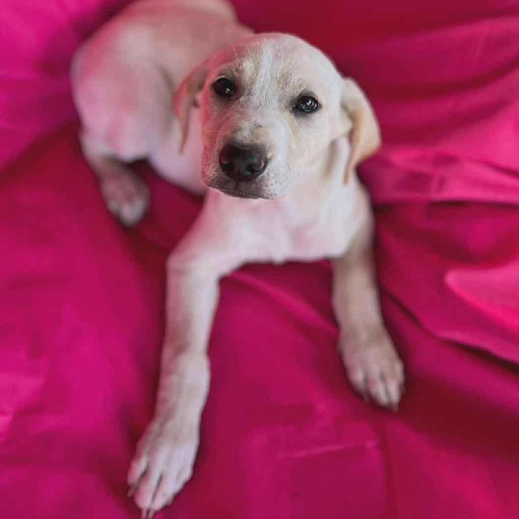 Ginger, a Adoptable mixed breed in Griswold, CT image 4/5