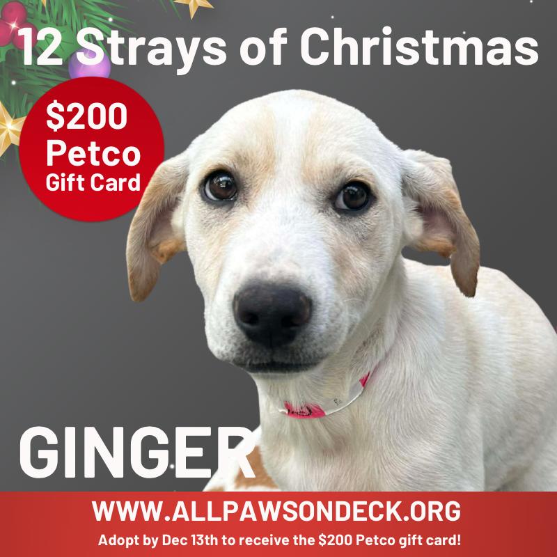 Ginger, a Adoptable mixed breed in Griswold, CT image 5/5