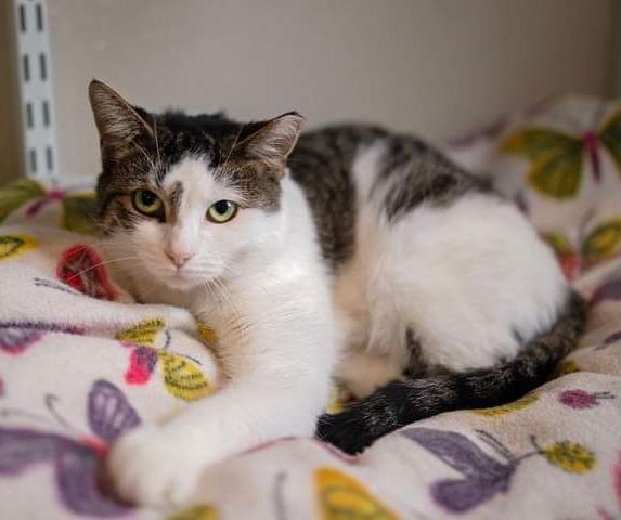 Chloe, Adoptable, Adult Female Domestic Short Hair.