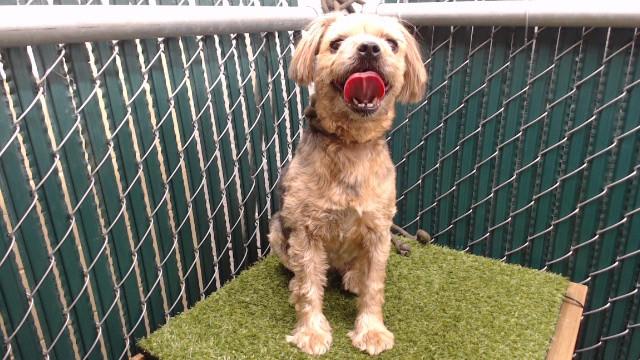 BEAR, Adoptable, Adult Female Yorkshire Terrier.