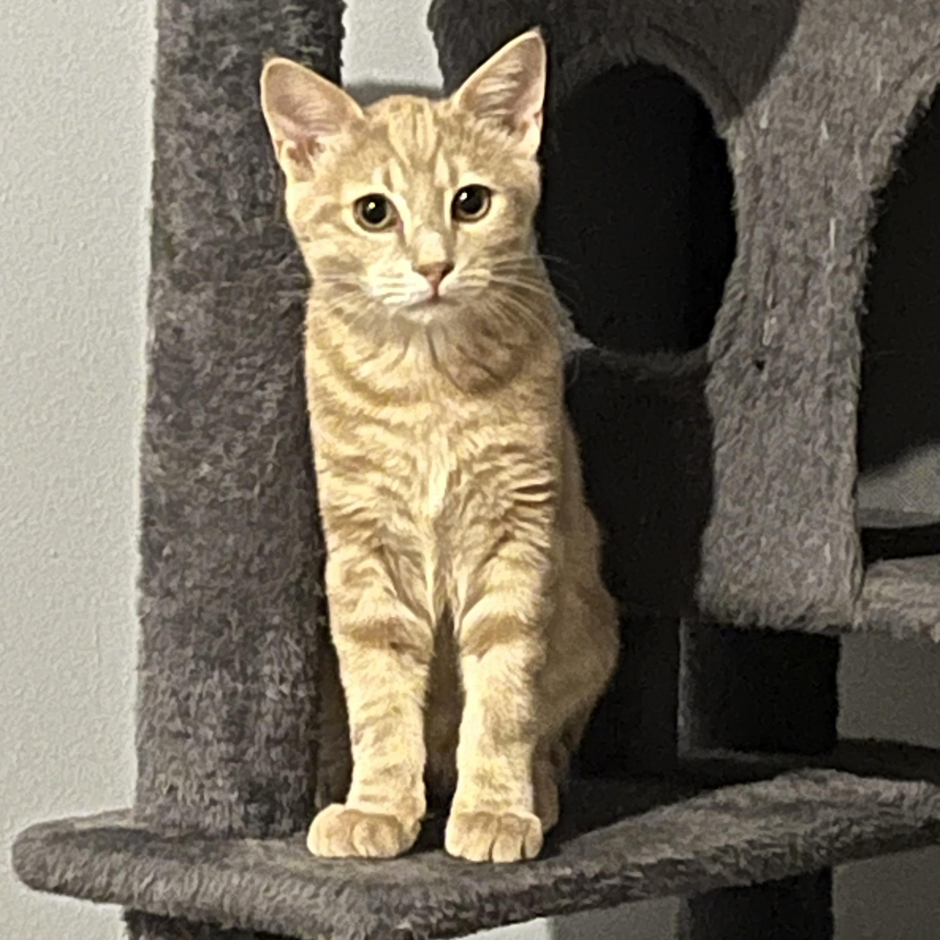 Momo, Adoptable, Kitten Male Domestic Short Hair.