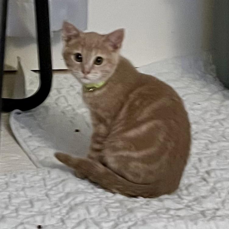 Enlarge Momo, a Adoptable Domestic Short Hair in Lake Geneva, WI image 2/3