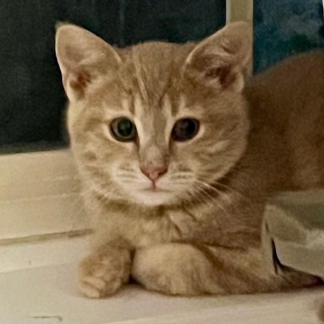 Enlarge Momo, a Adoptable Domestic Short Hair in Lake Geneva, WI image 3/3