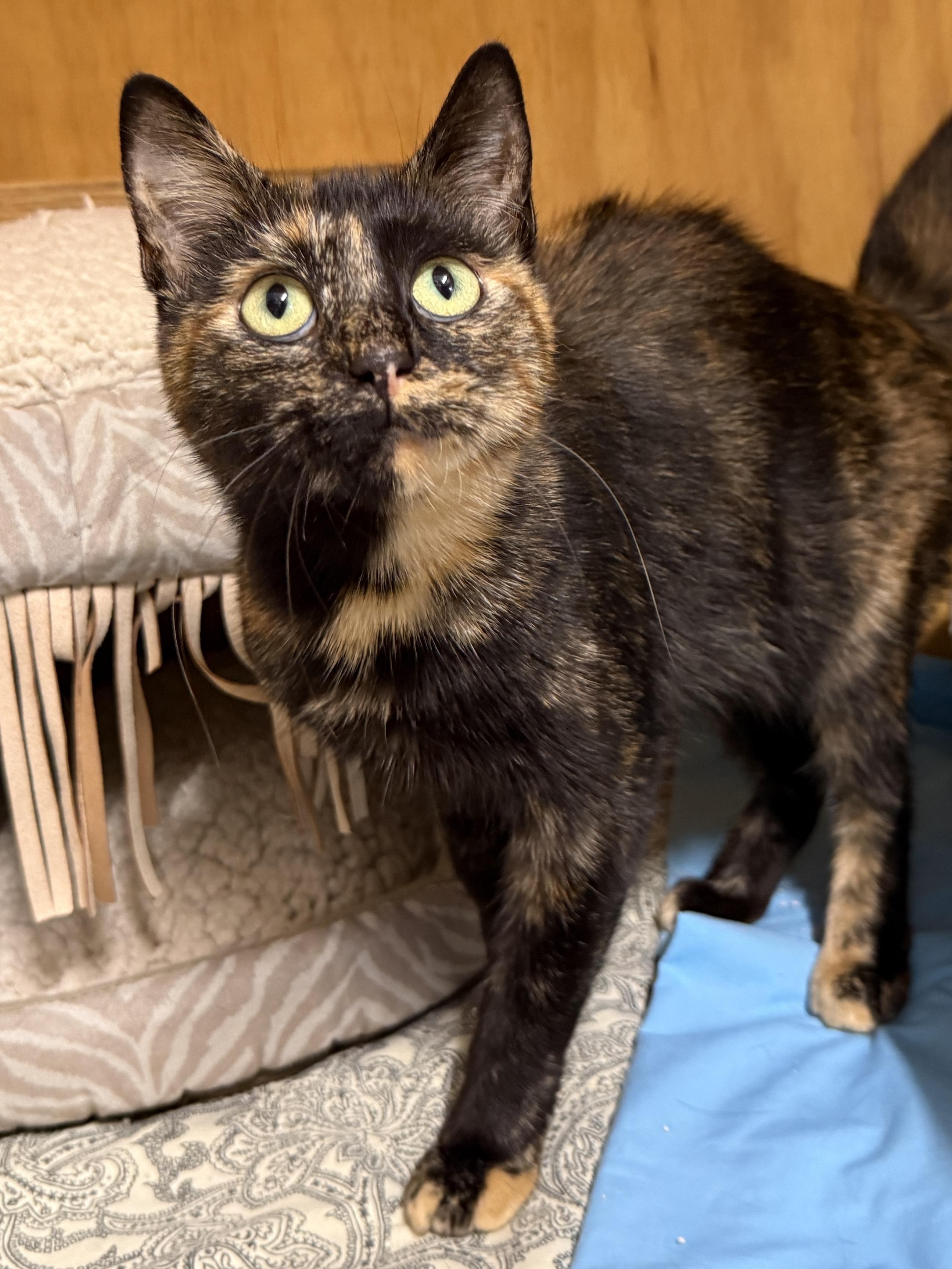 Enlarge Apache, a Adoptable Domestic Short Hair in Wautoma, WI image 3/3