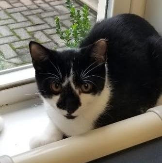 Franken Berry, Adoptable, Kitten Male Tuxedo & Domestic Short Hair.