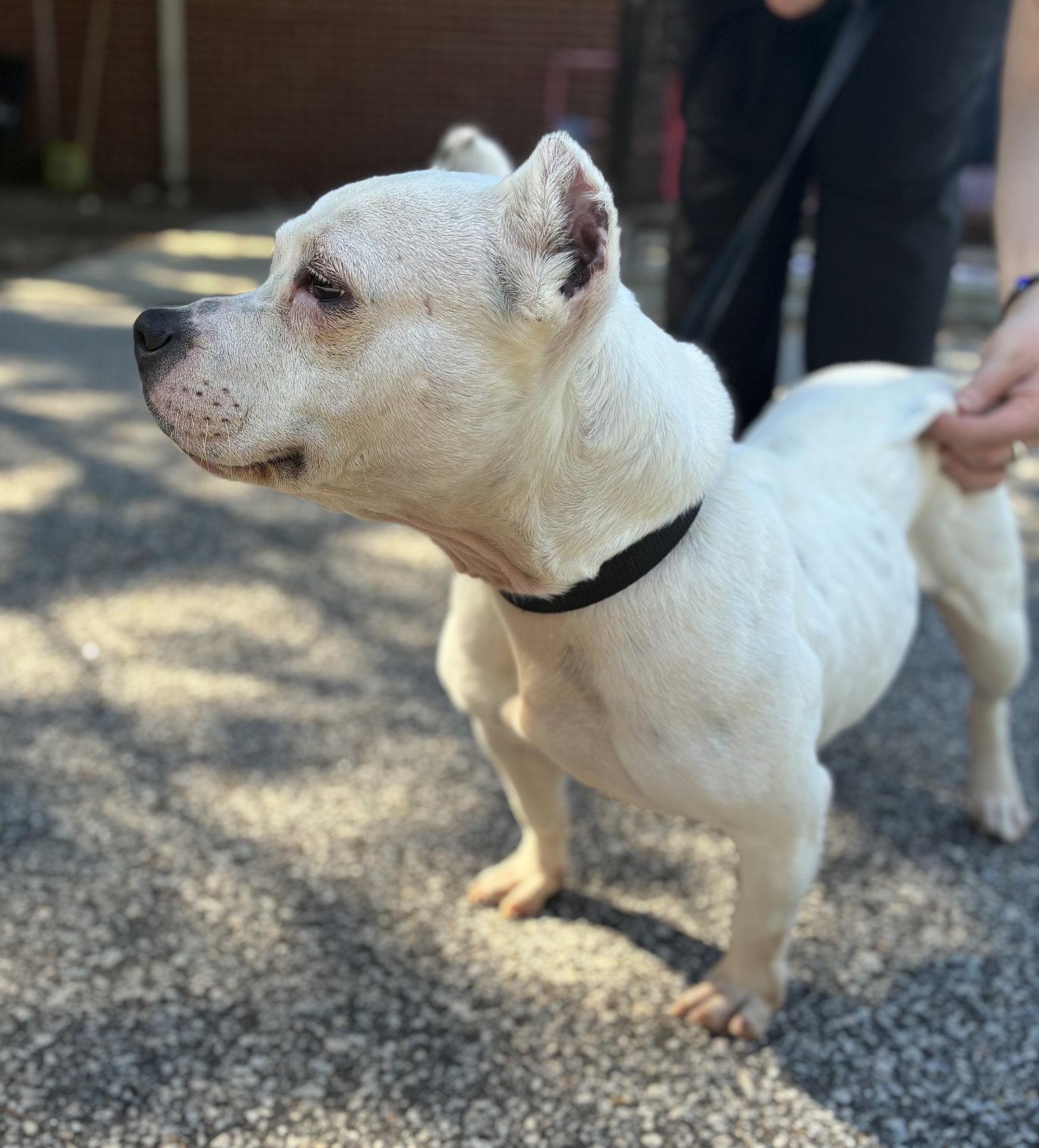 Boo, Adoptable, Adult Female American Bulldog.