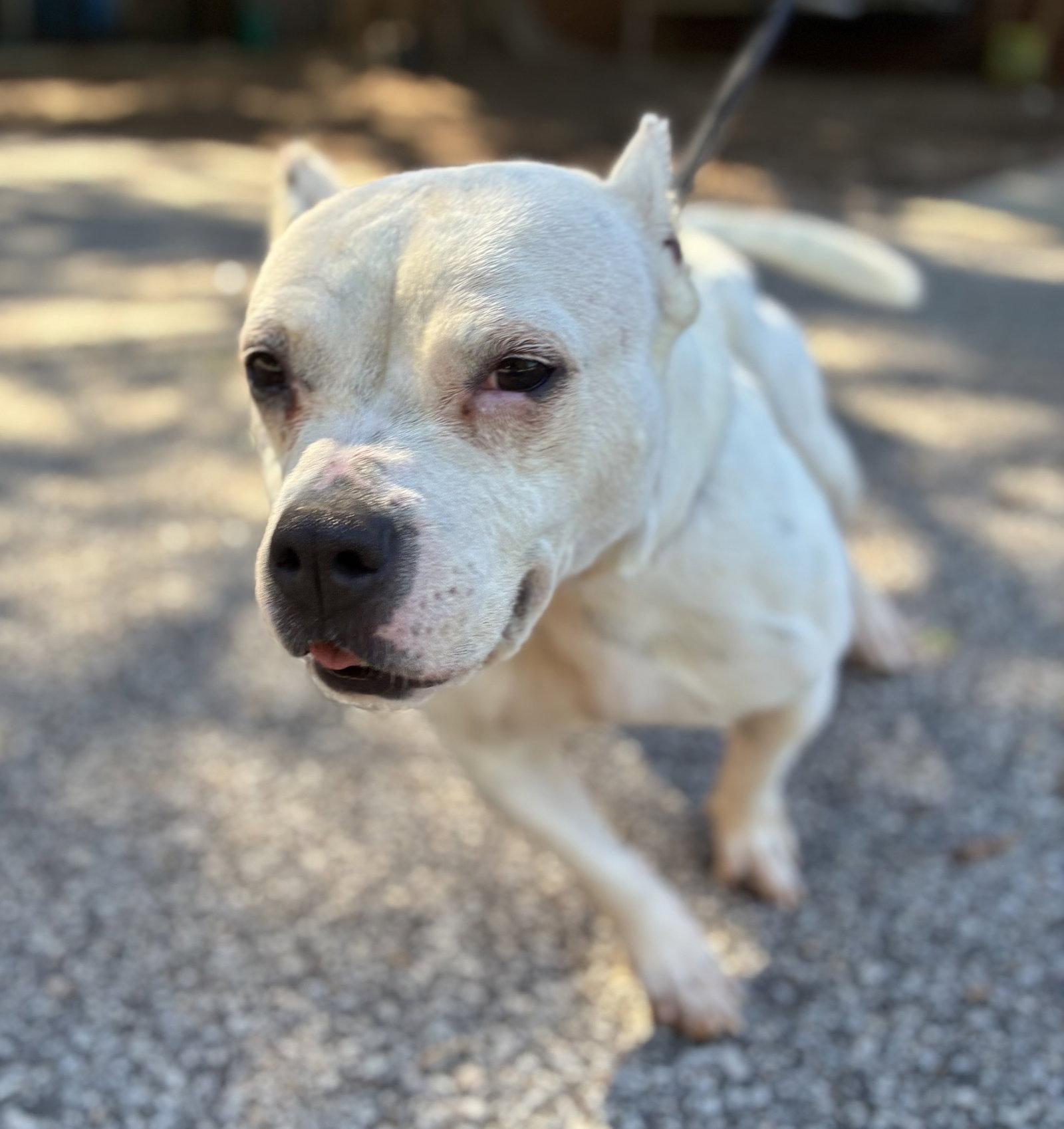 Enlarge Boo, a Adoptable American Bulldog in Raleigh, NC image 2/3