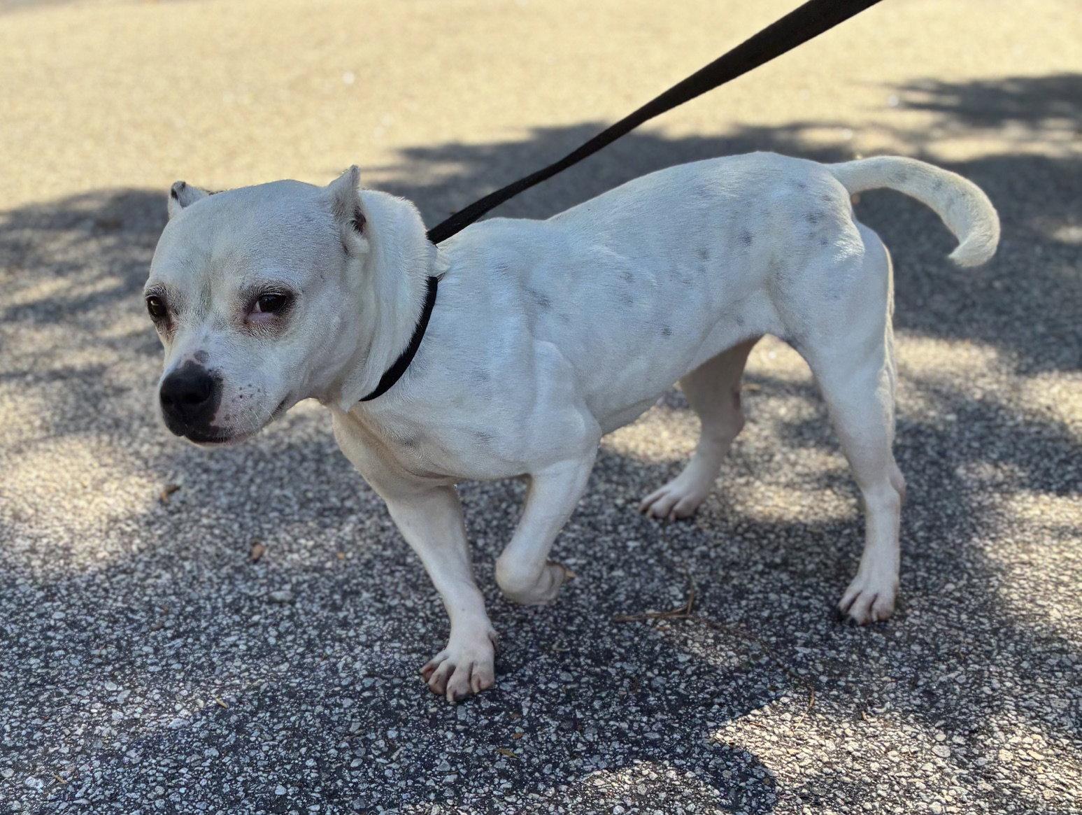 Enlarge Boo, a Adoptable American Bulldog in Raleigh, NC image 3/3