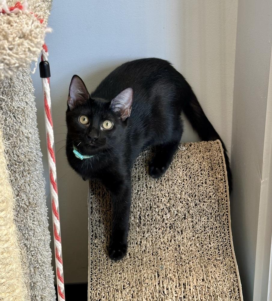 Flo, Adoptable, Kitten Female Domestic Short Hair.