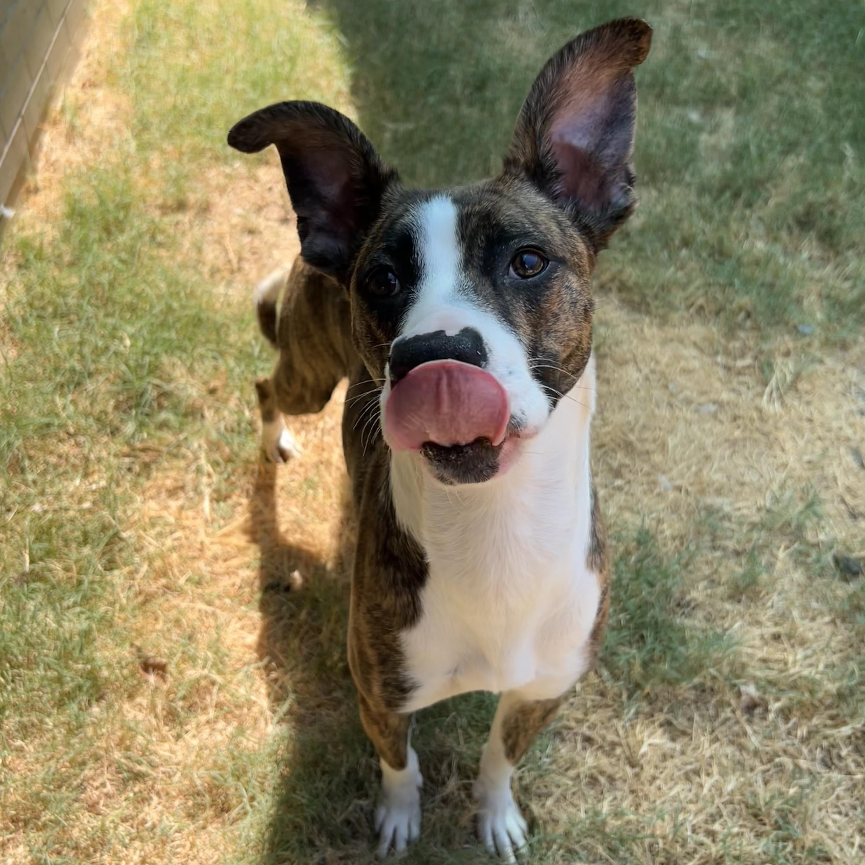 Enlarge Belle, a Adoptable mixed breed in The Colony, TX image 6/6