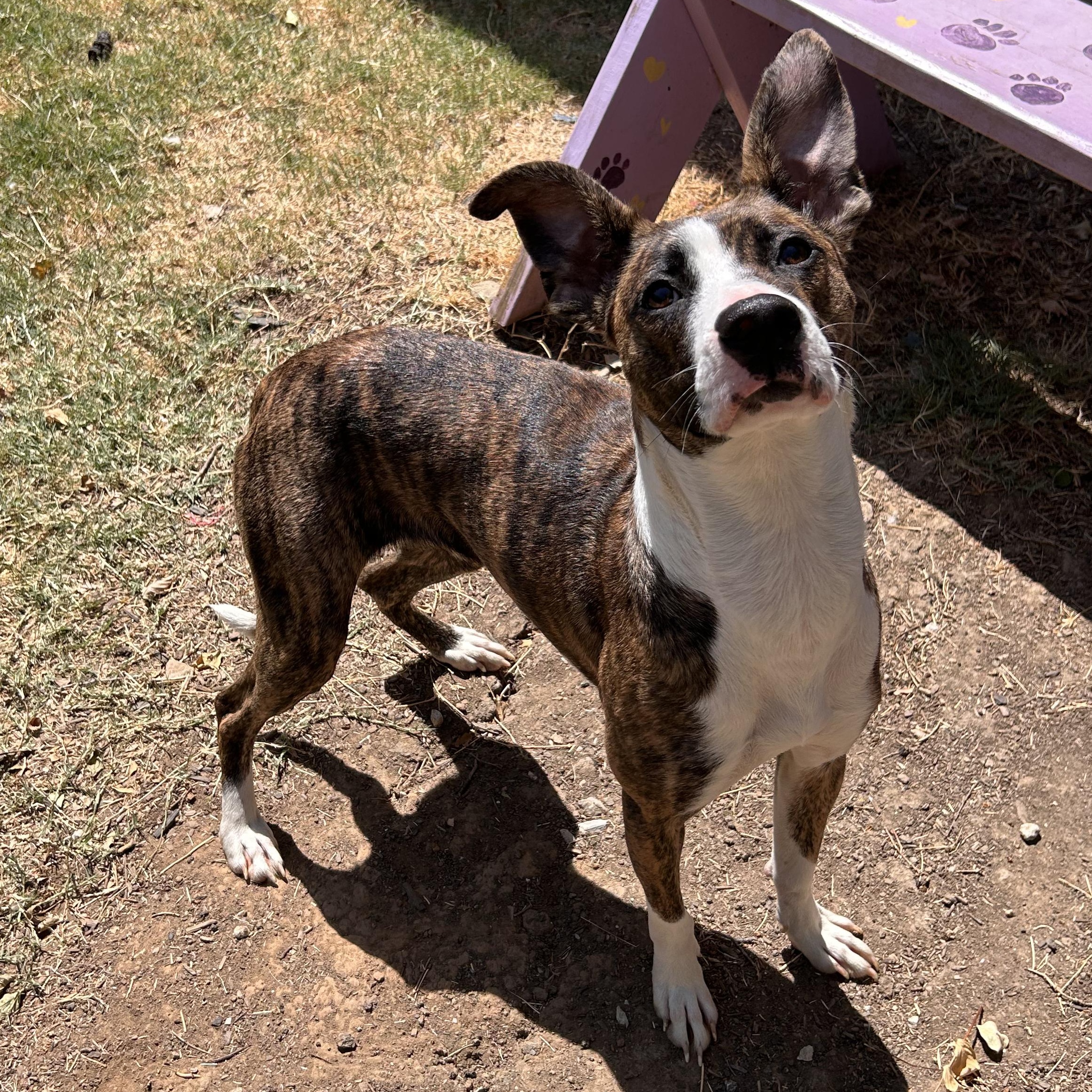 Enlarge Belle, a Adoptable mixed breed in The Colony, TX image 4/6