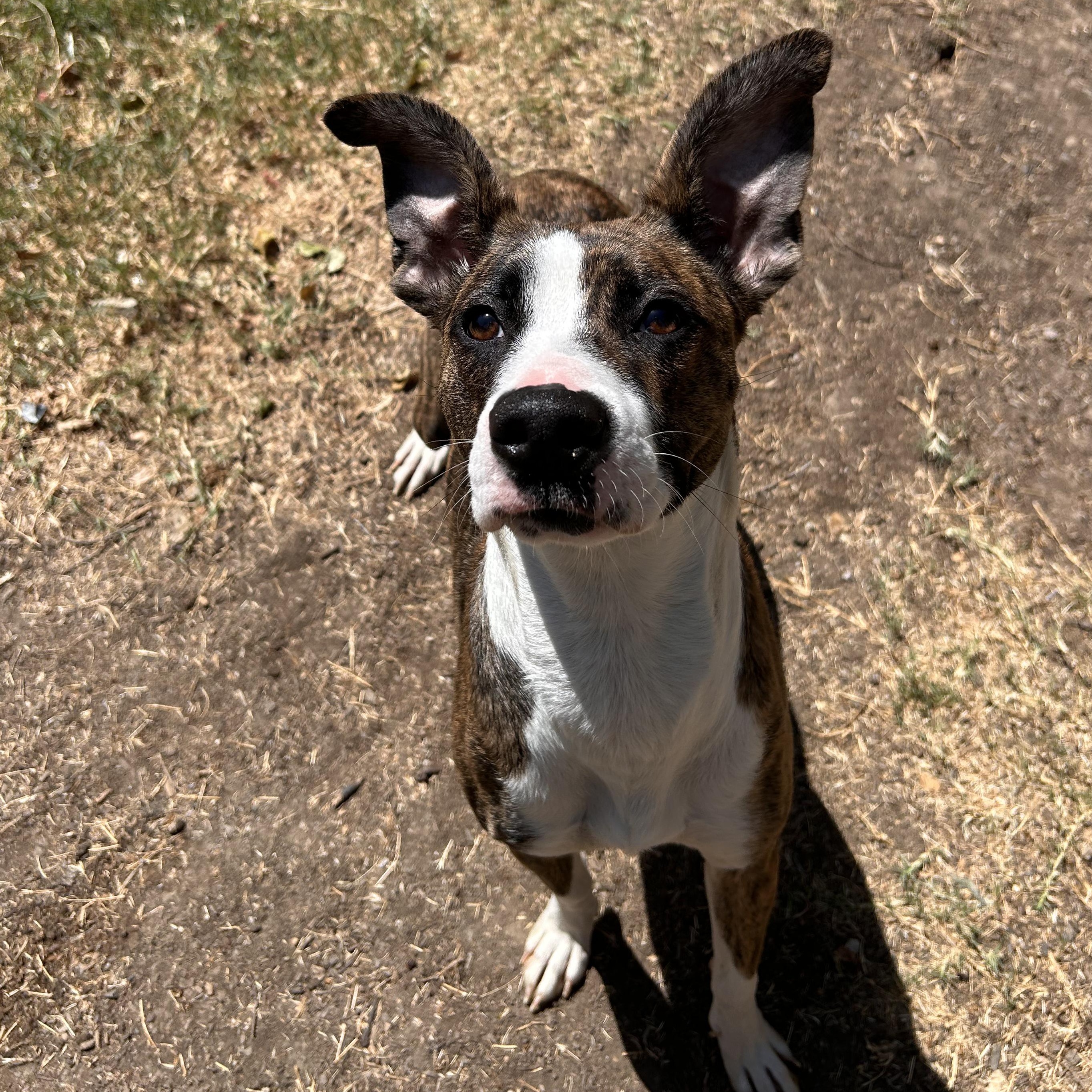 Enlarge Belle, a Adoptable mixed breed in The Colony, TX image 3/6