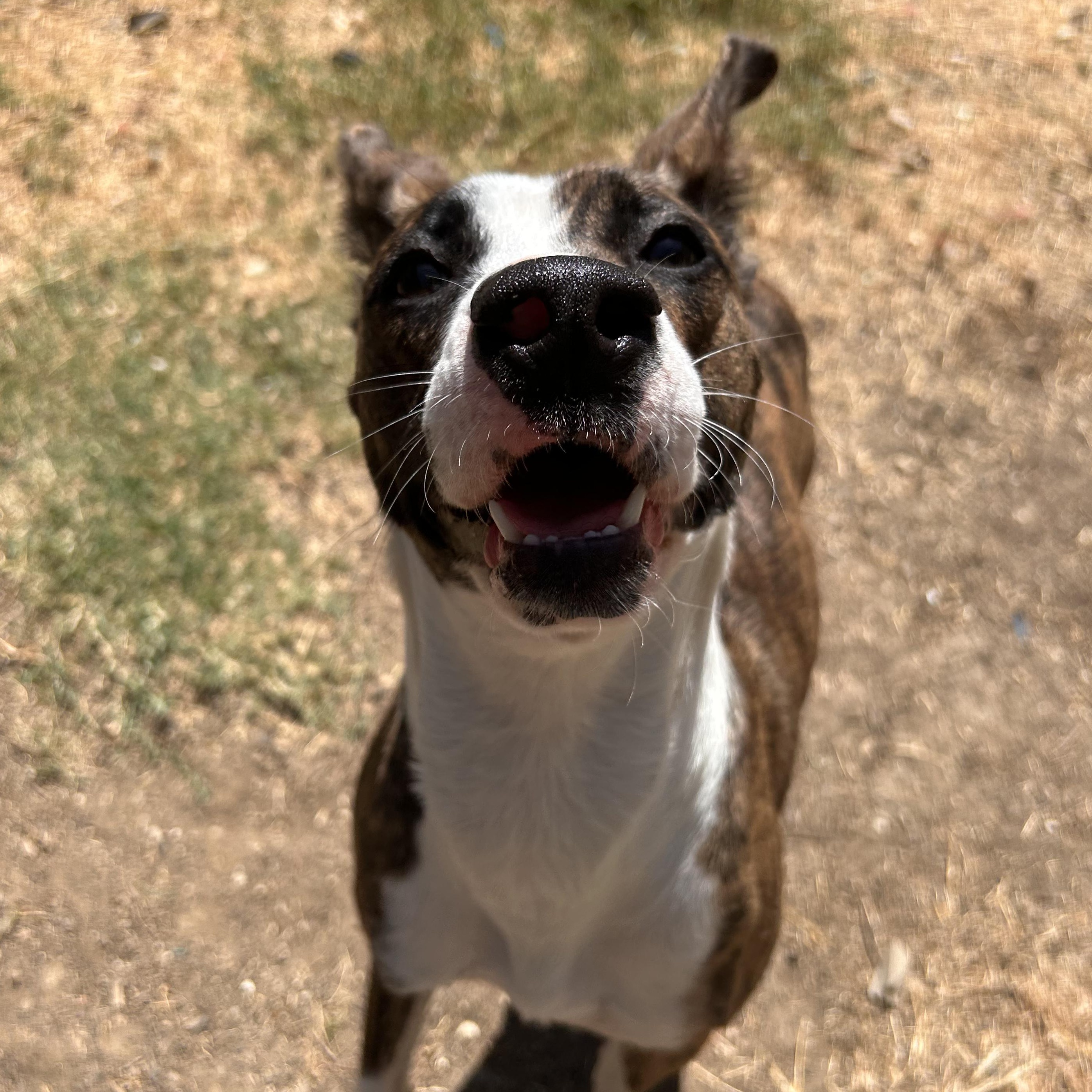 Enlarge Belle, a Adoptable mixed breed in The Colony, TX image 5/6