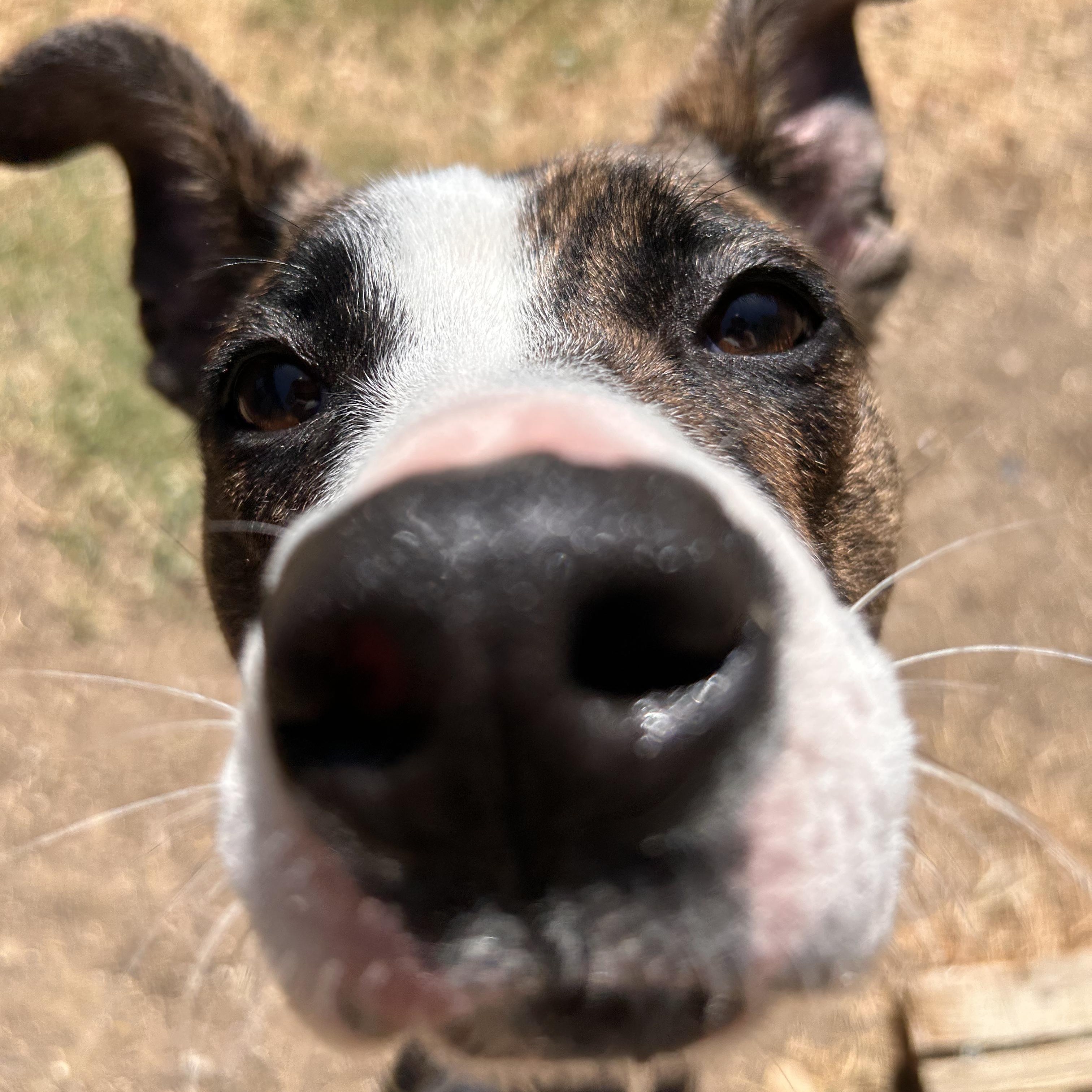 Enlarge Belle, a Adoptable mixed breed in The Colony, TX image 2/6