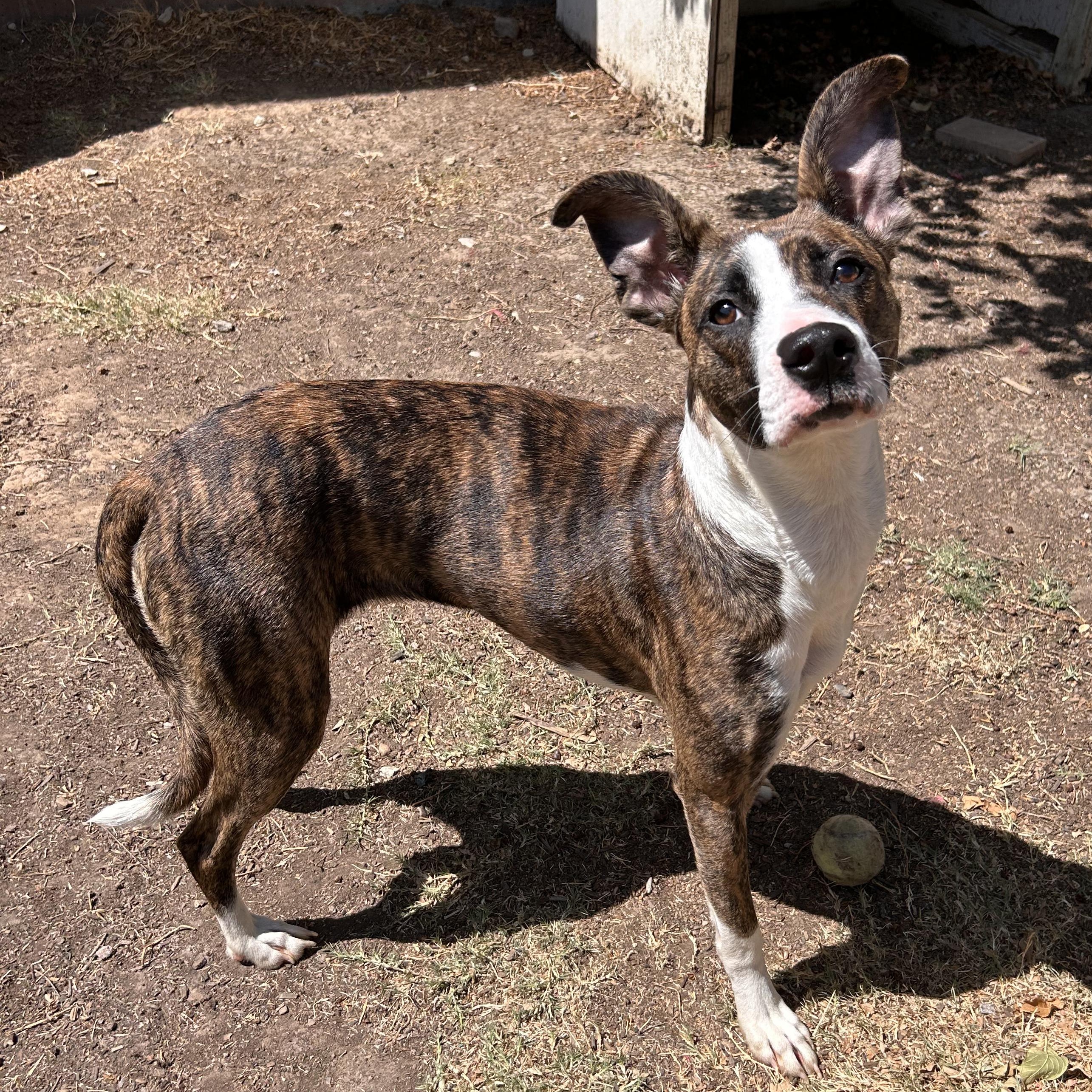 Enlarge Belle, a Adoptable mixed breed in The Colony, TX image 1/6