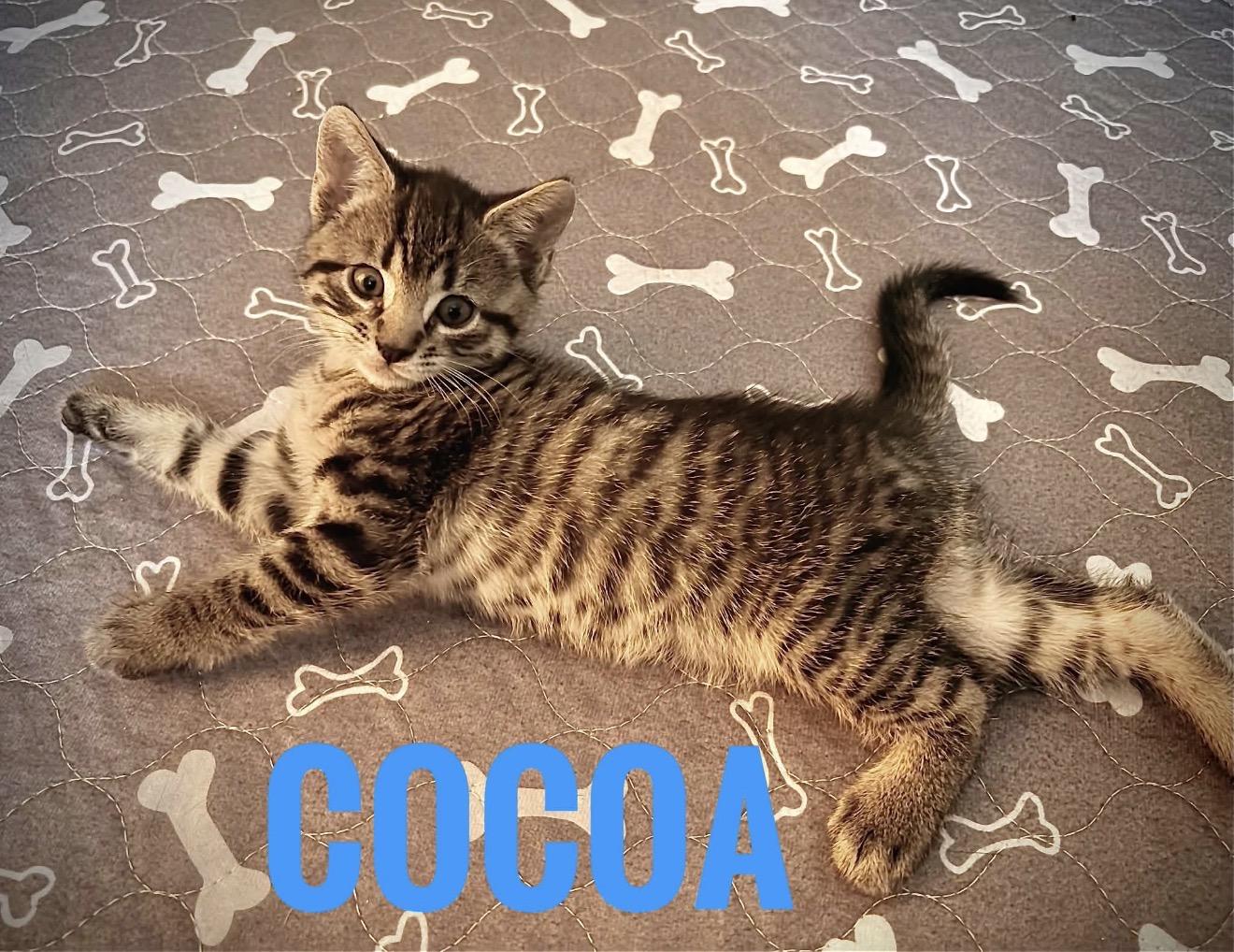 Cocoa Reilly, a Adoptable Domestic Short Hair in Staten Island, NY image 1/6