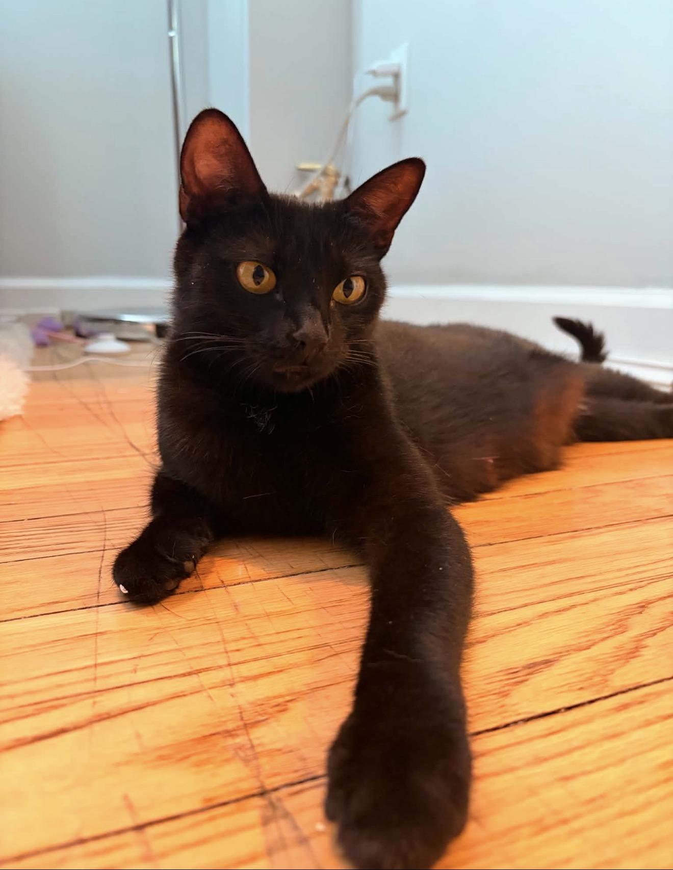 Cocoa Reilly, a Adoptable Domestic Short Hair in Staten Island, NY image 6/6