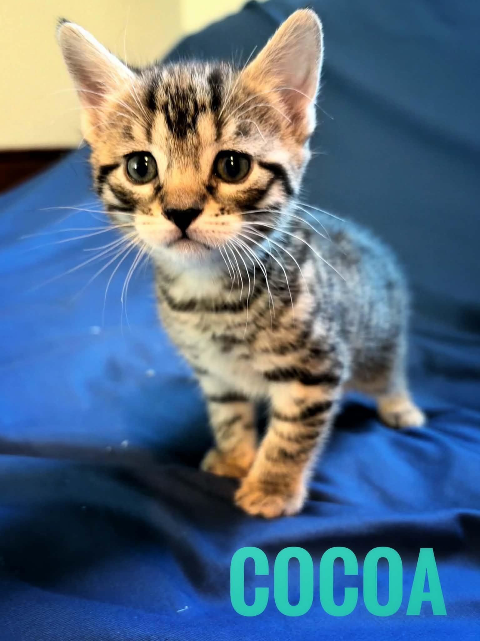 Cocoa Reilly, a Adoptable Domestic Short Hair in Staten Island, NY image 3/6