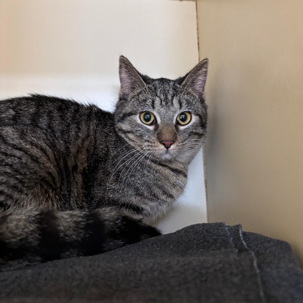 Enlarge Sabrina, a Adoptable Domestic Short Hair in DeKalb, IL image 1/1