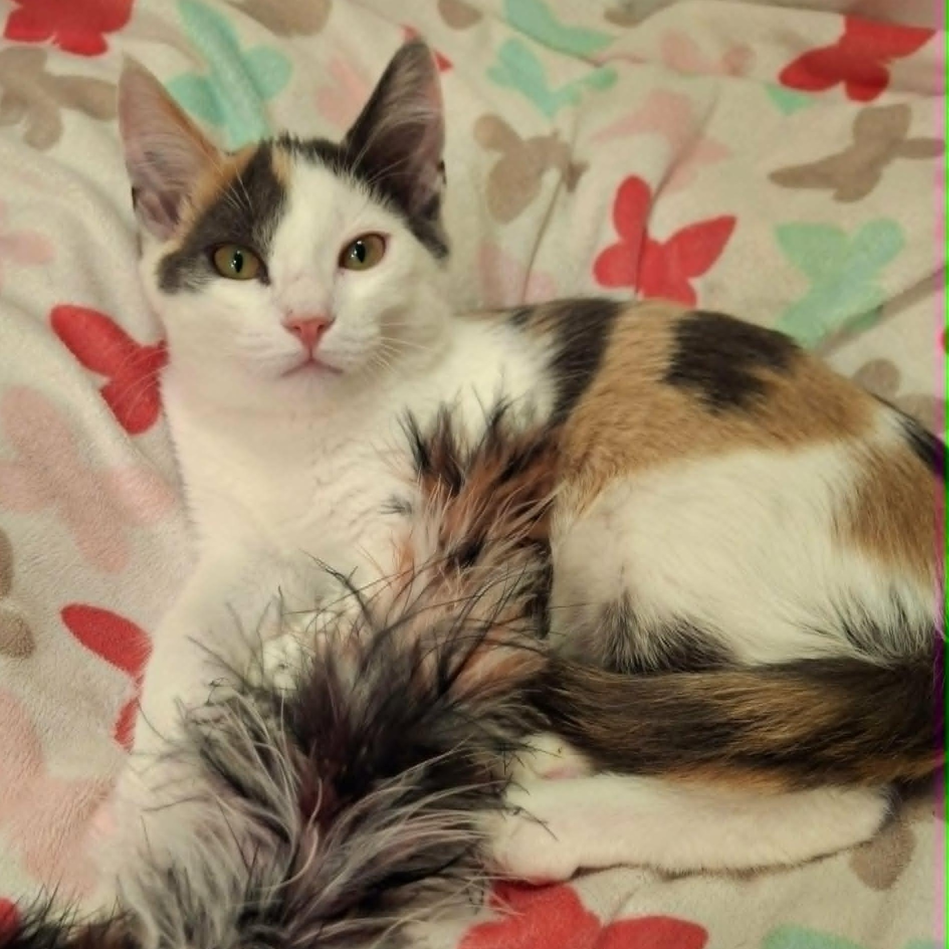 Holly Blue (Whiskers Society), ADOPTABLE, Kitten Female Domestic Short Hair.