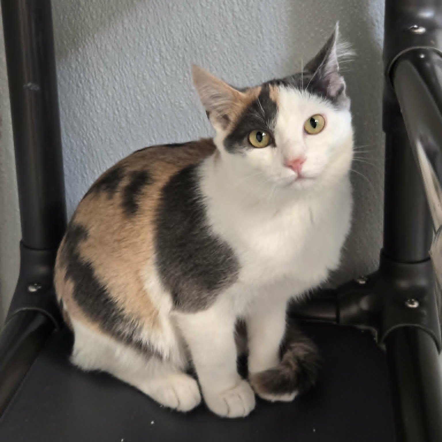 Enlarge Holly Blue, a Adoptable Domestic Short Hair in Watertown, WI image 2/6
