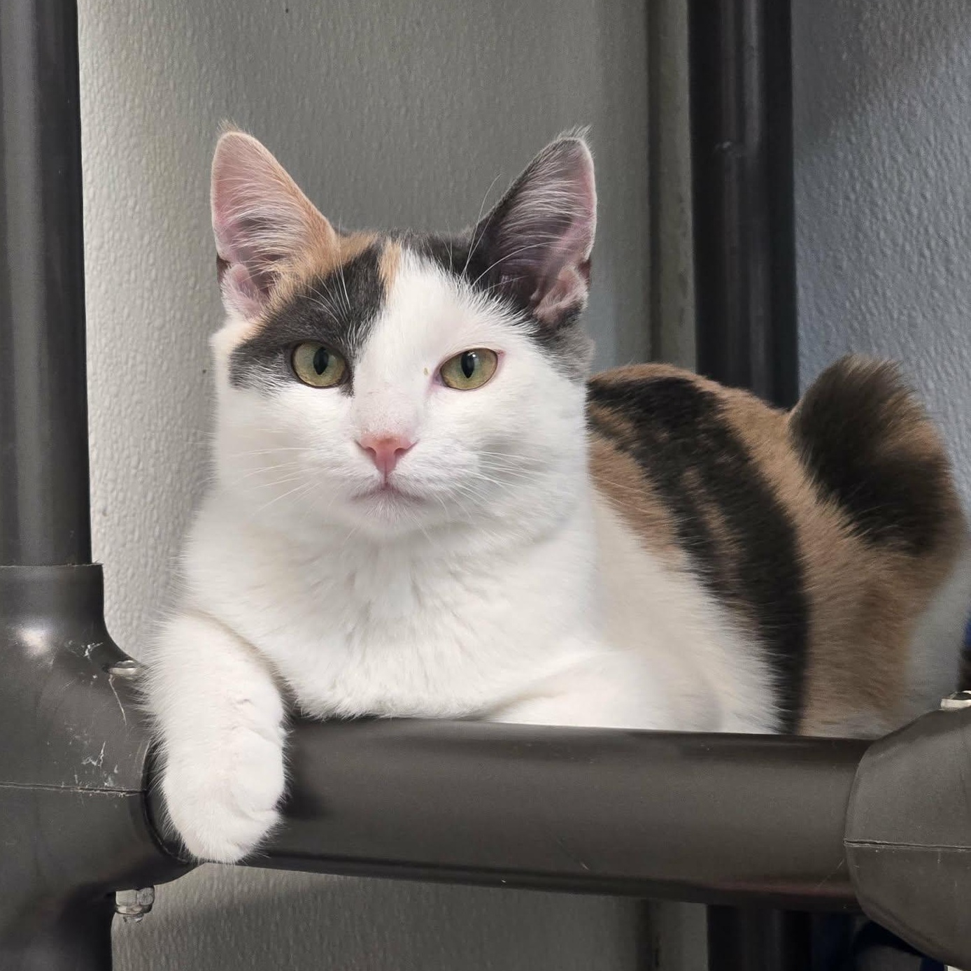 Holly Blue, Adoptable, Kitten Female Domestic Short Hair.