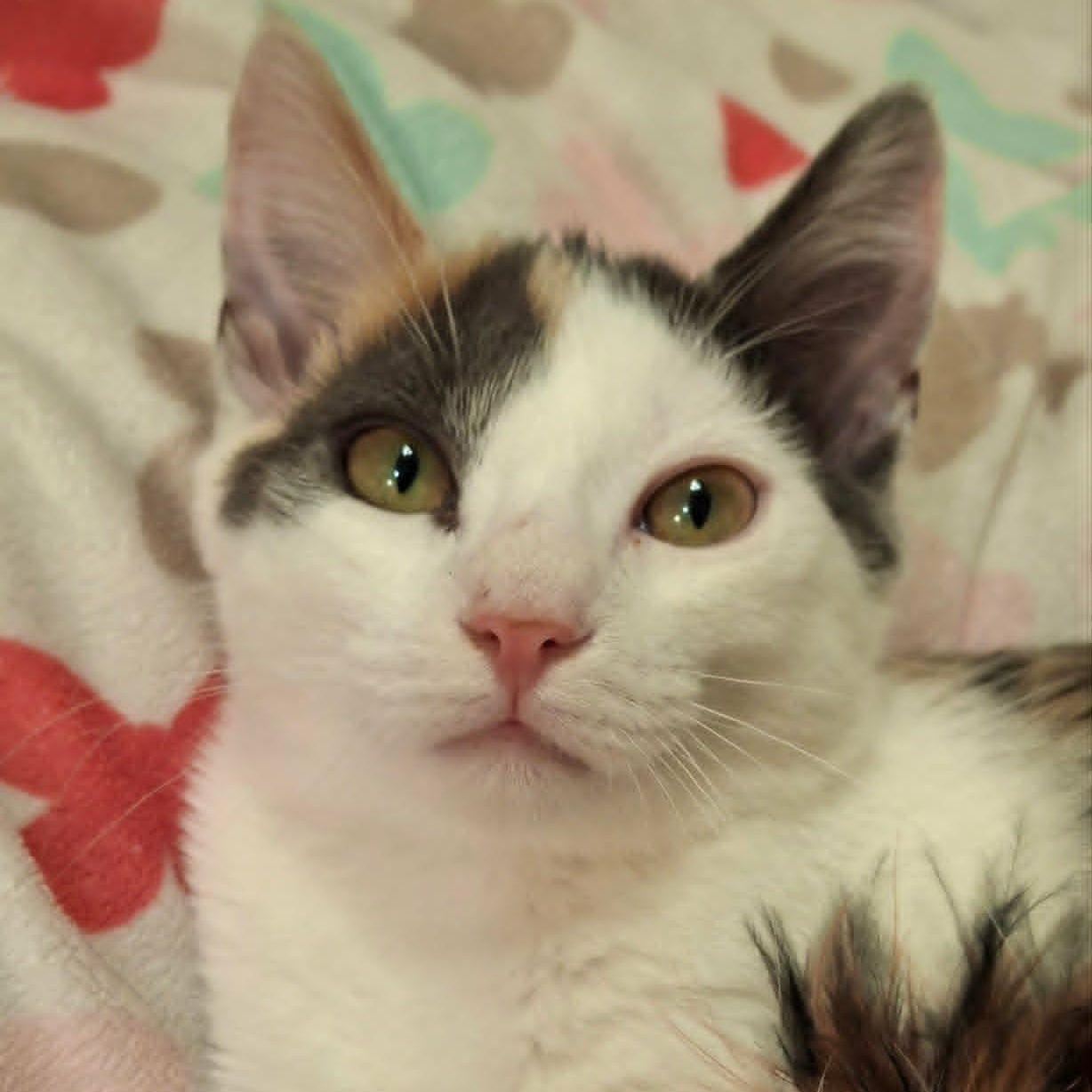 Enlarge Holly Blue (Whiskers Society), a ADOPTABLE Domestic Short Hair in Watertown, WI image 4/4