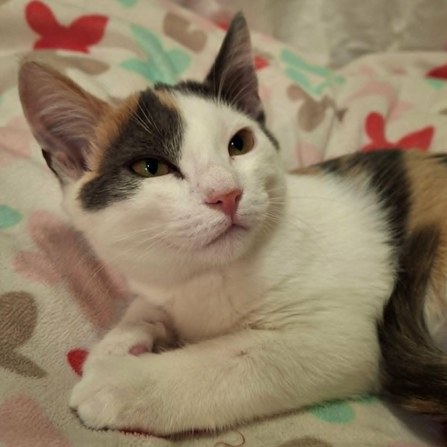 Enlarge Holly Blue (Whiskers Society), a ADOPTABLE Domestic Short Hair in Watertown, WI image 3/4
