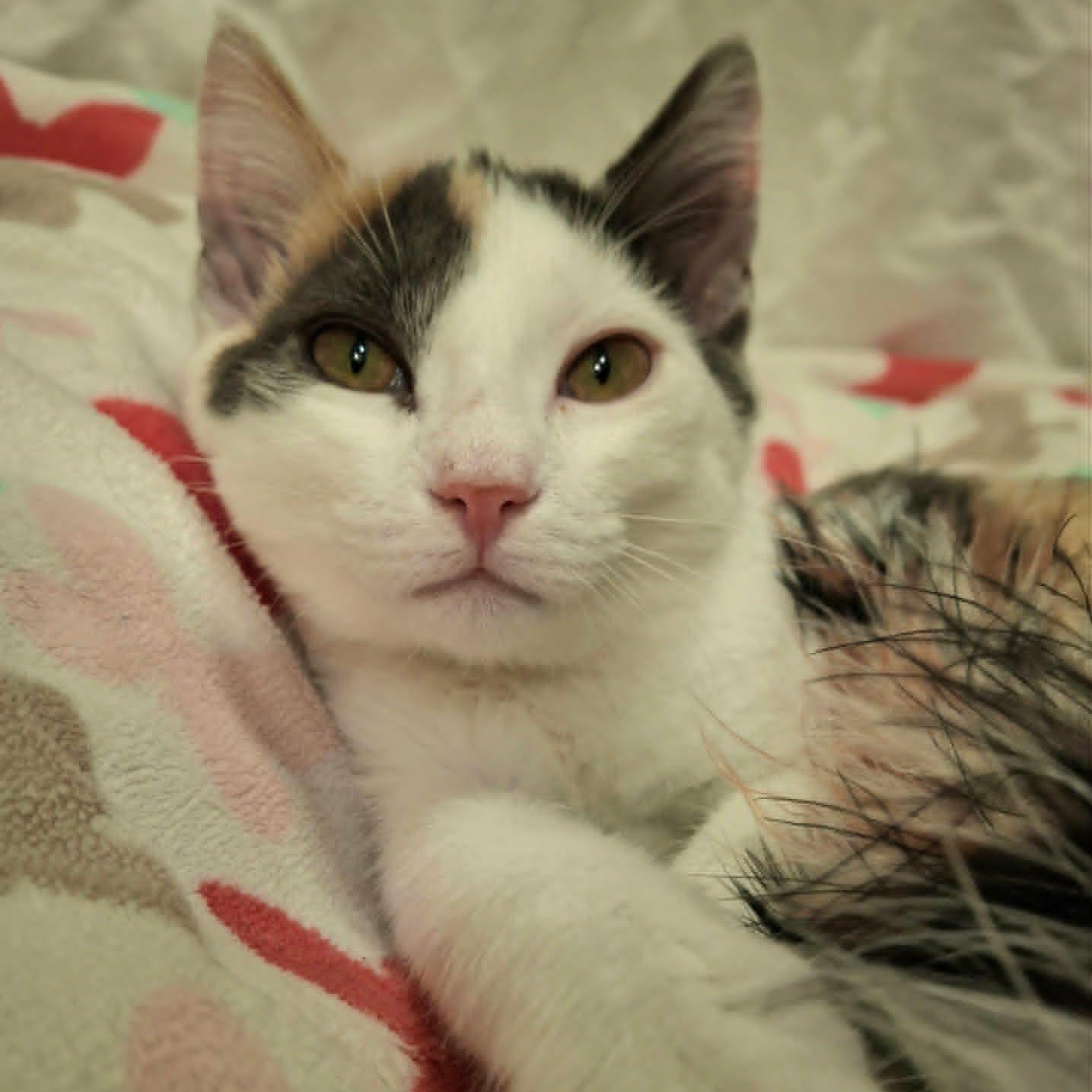 Enlarge Holly Blue (Whiskers Society), a ADOPTABLE Domestic Short Hair in Watertown, WI image 2/4