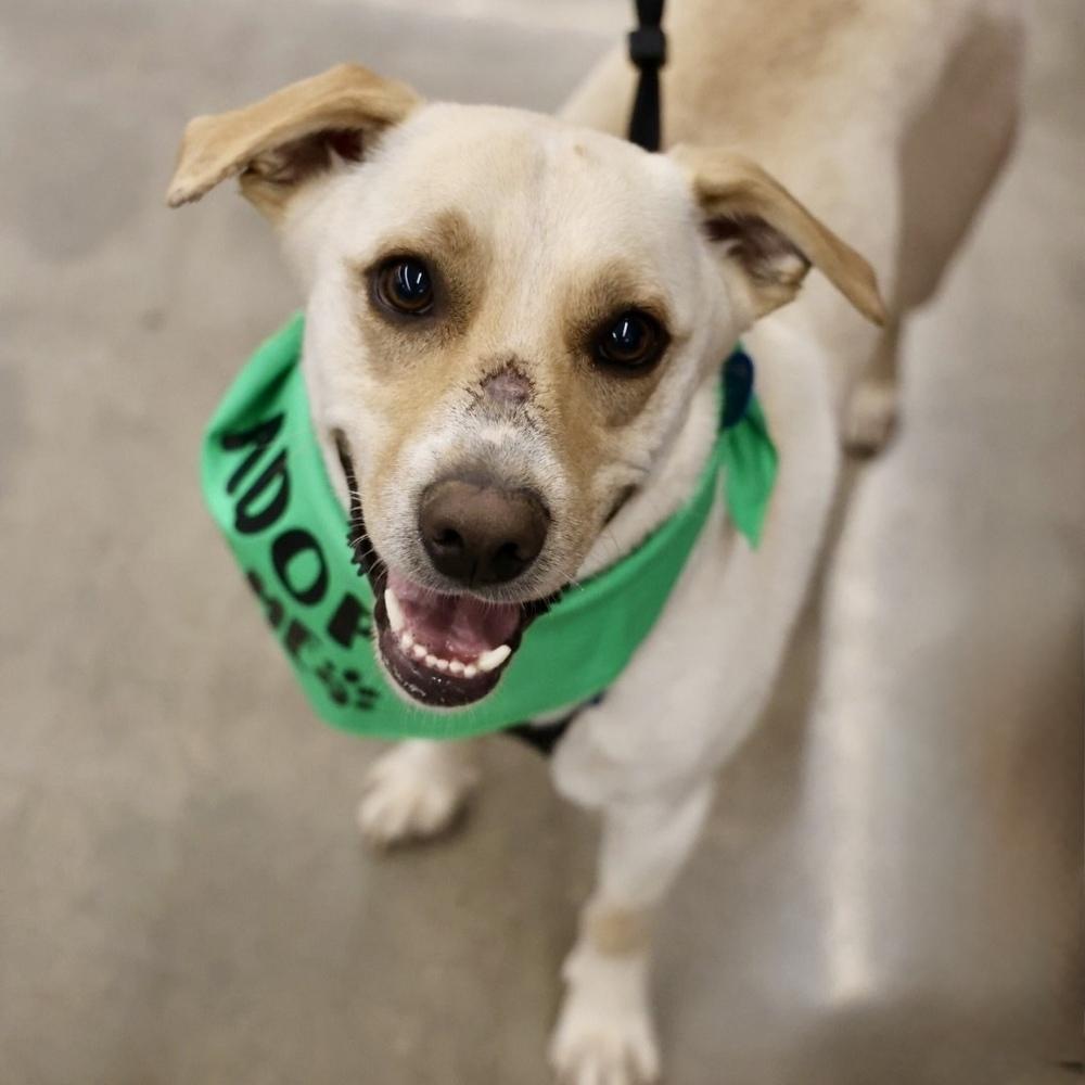 King Julien, a Adoptable Labrador Retriever in Hurricane, UT image 1/6