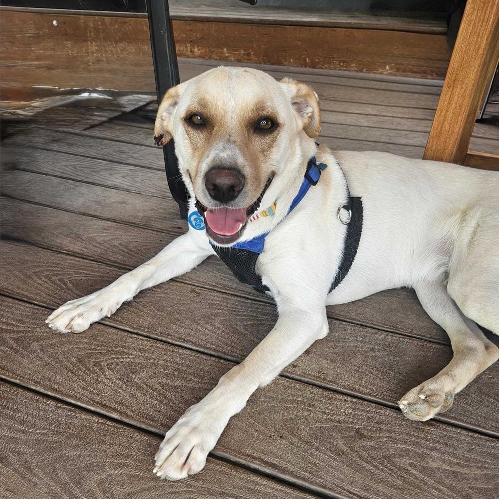 King Julien, Adoptable, Young Male Labrador Retriever.