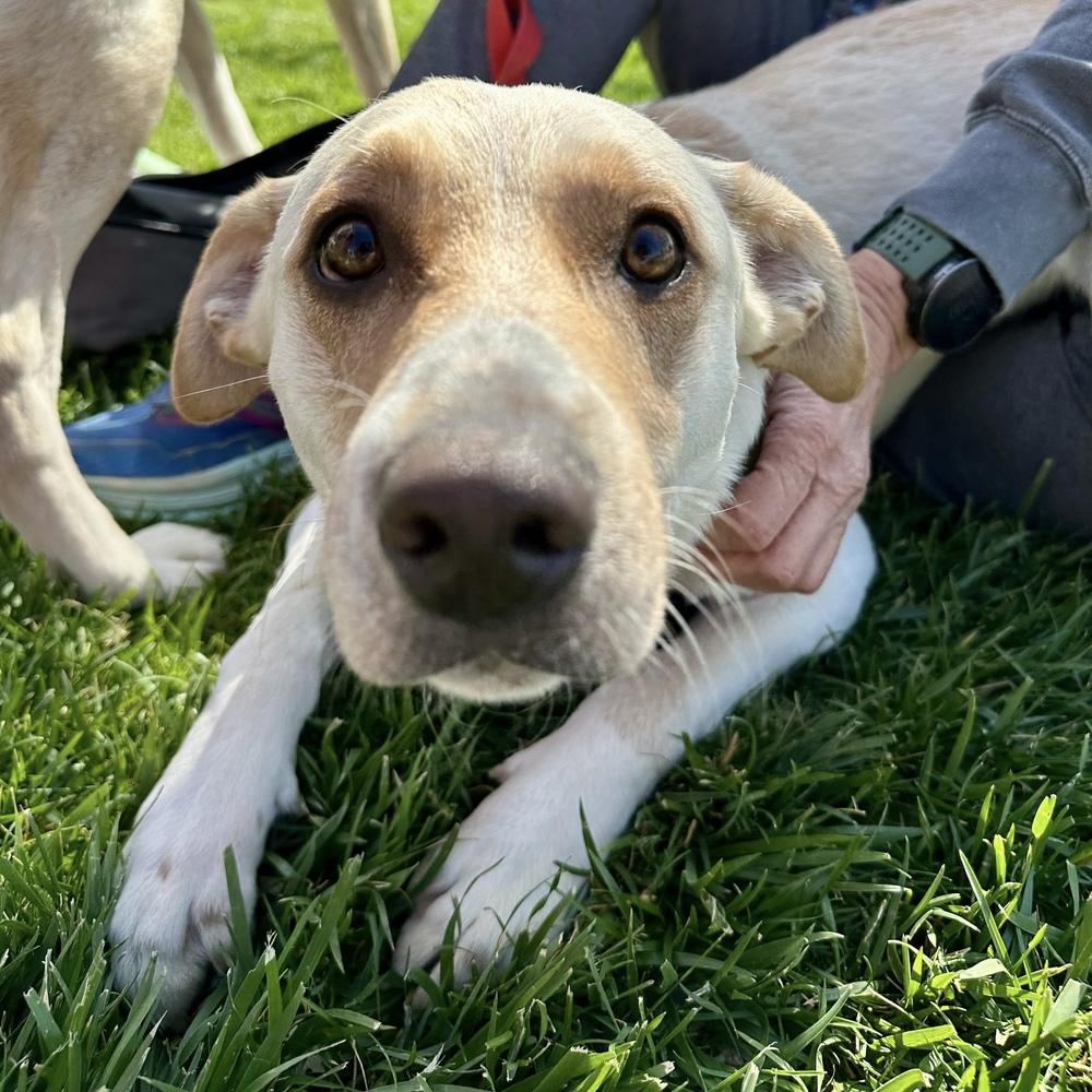 King Julien, a Adoptable Labrador Retriever in Hurricane, UT image 4/6