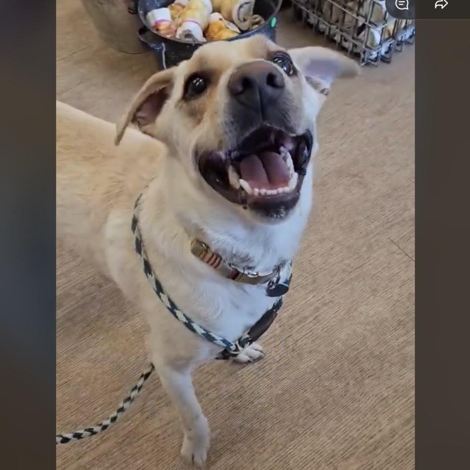 Enlarge King Julien, a Adoptable Labrador Retriever in Hurricane, UT image 1/6