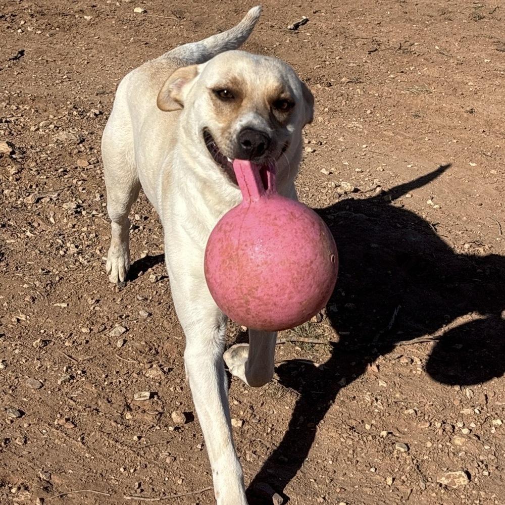 King Julien, a Adoptable Labrador Retriever in Hurricane, UT image 5/6