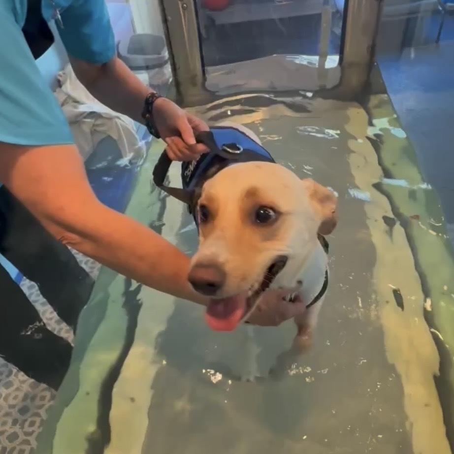 King Julien, a Adoptable Labrador Retriever in Hurricane, UT image 6/6