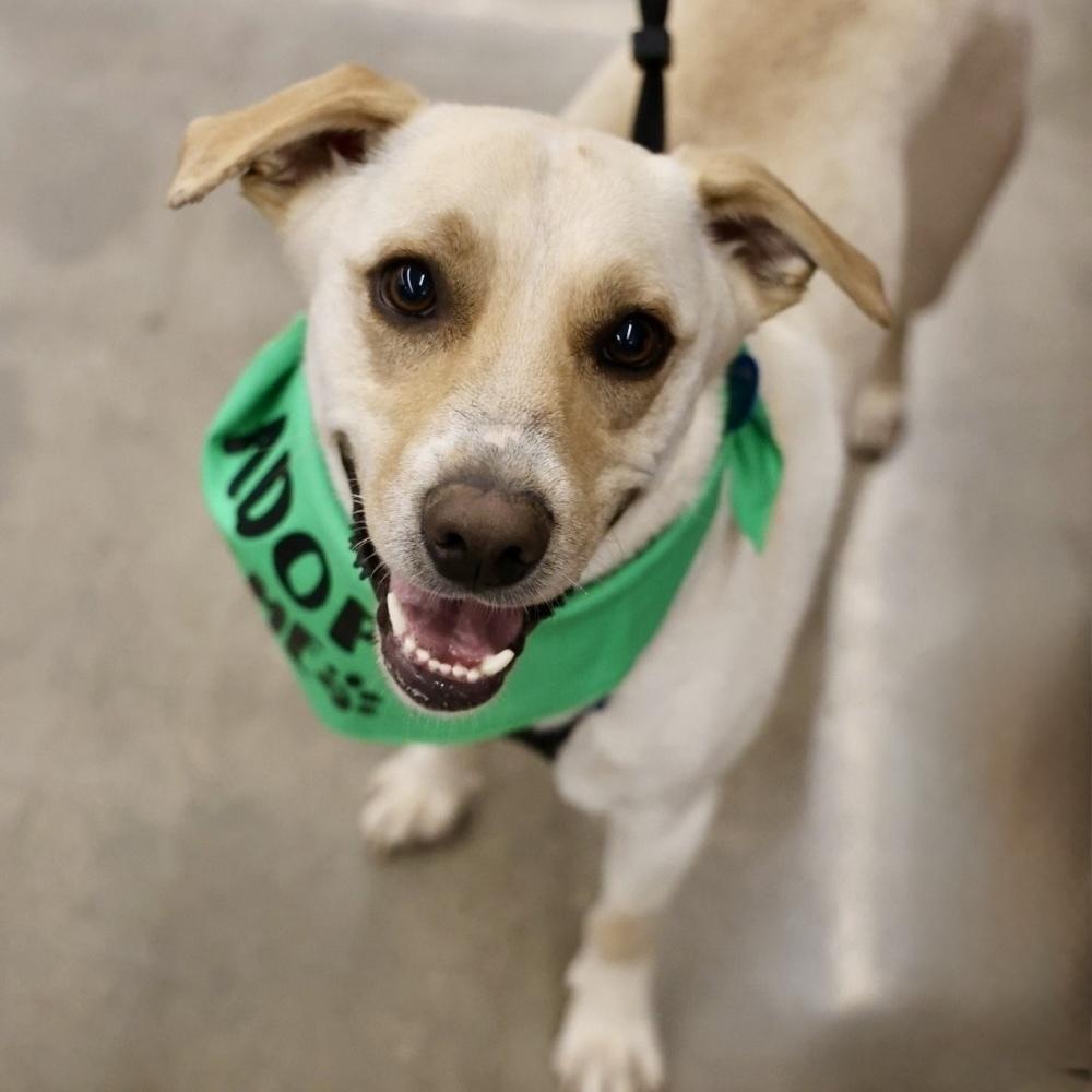 Enlarge King Julien, a Adoptable Labrador Retriever in Hurricane, UT image 6/6