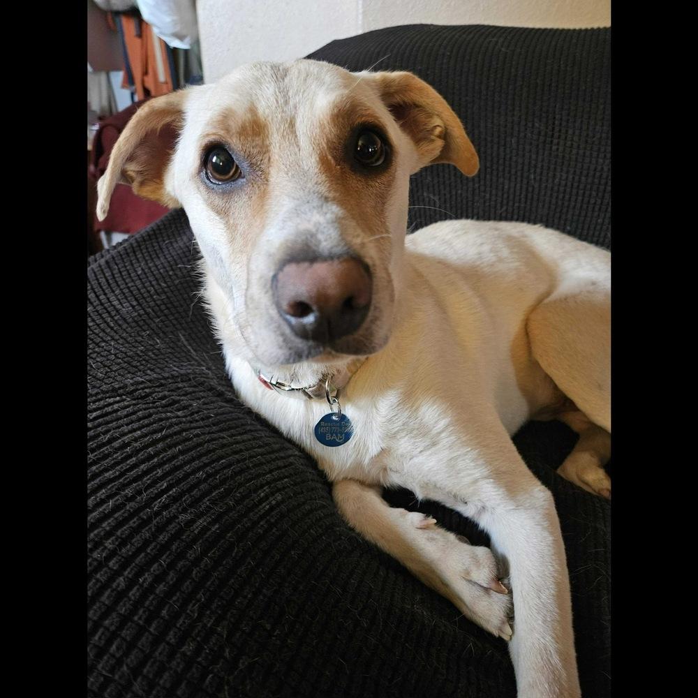 Enlarge King Julien, a Adoptable Labrador Retriever in Hurricane, UT image 2/6