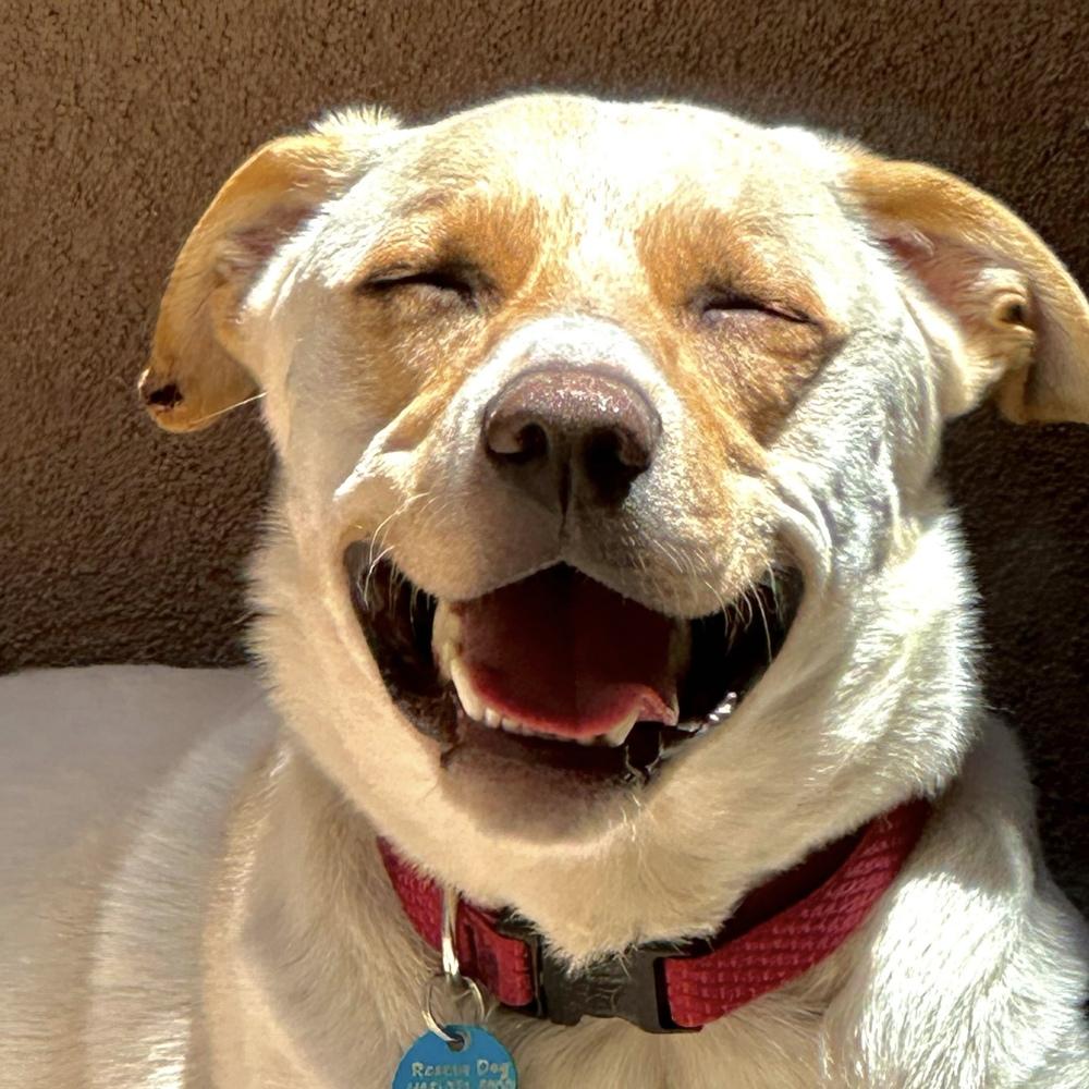 King Julien, a Adoptable Labrador Retriever in Hurricane, UT image 2/6