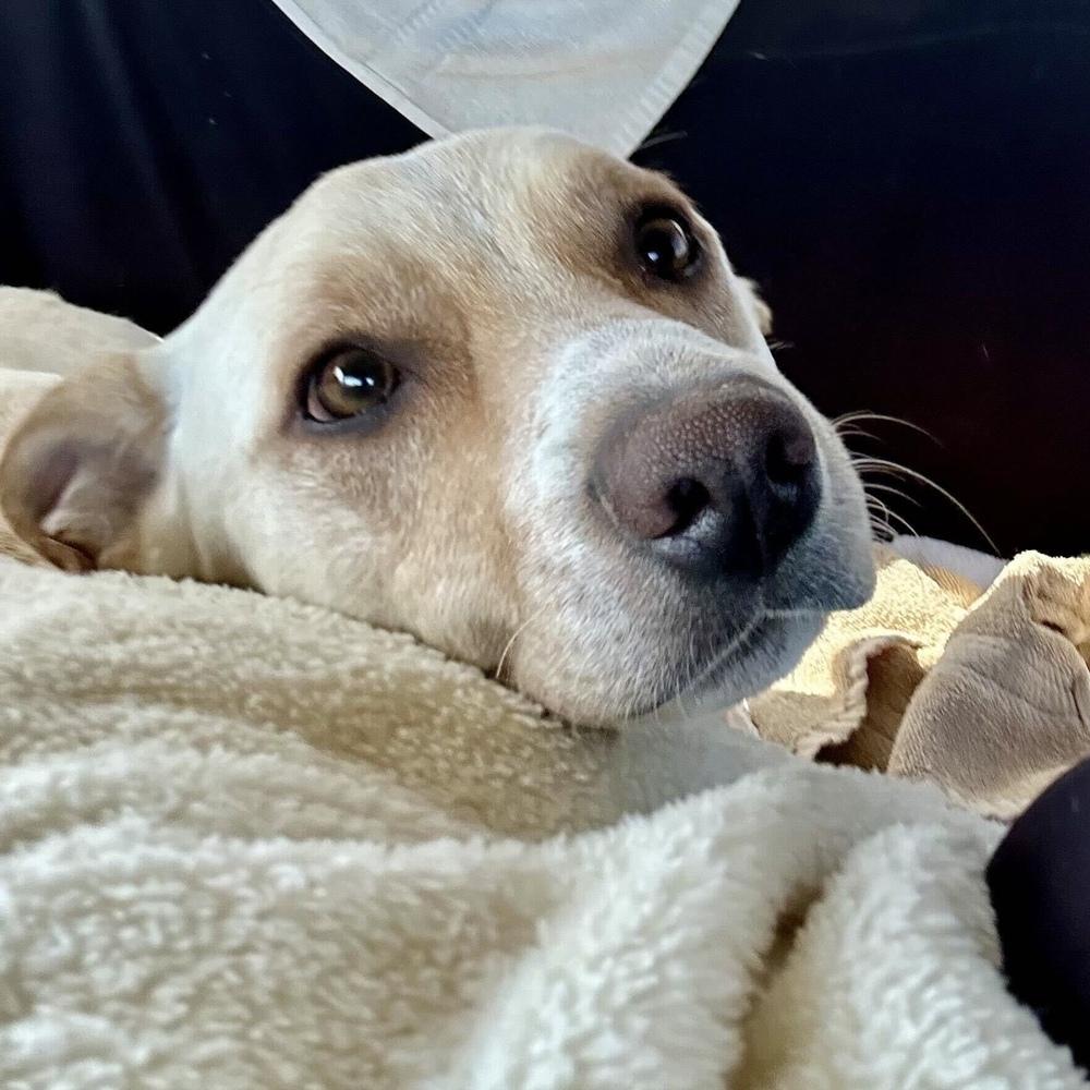 King Julien, a Adoptable Labrador Retriever in Hurricane, UT image 3/6