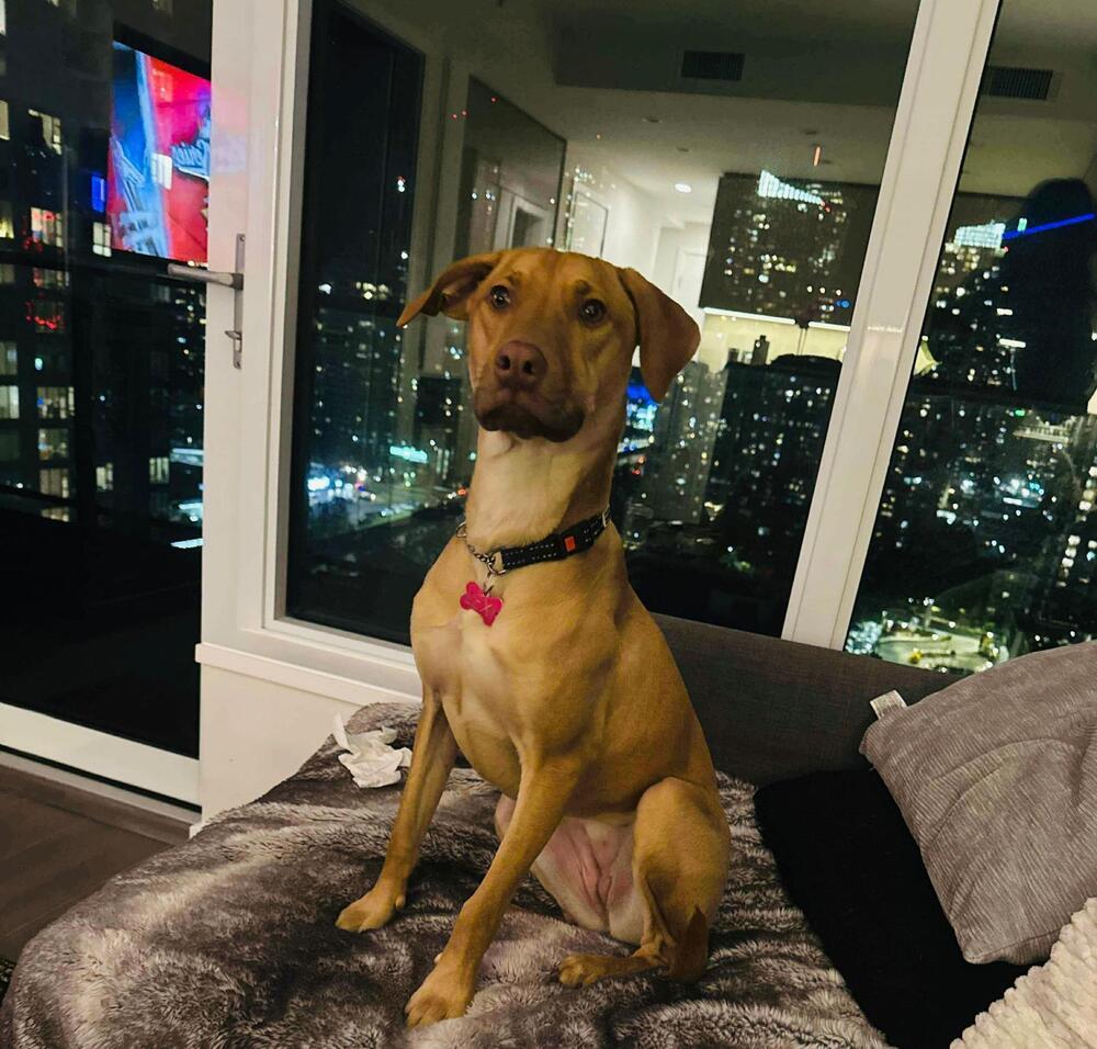 LEXI - LOCAL!, a Adoptable mixed breed in Langley, BC image 1/6