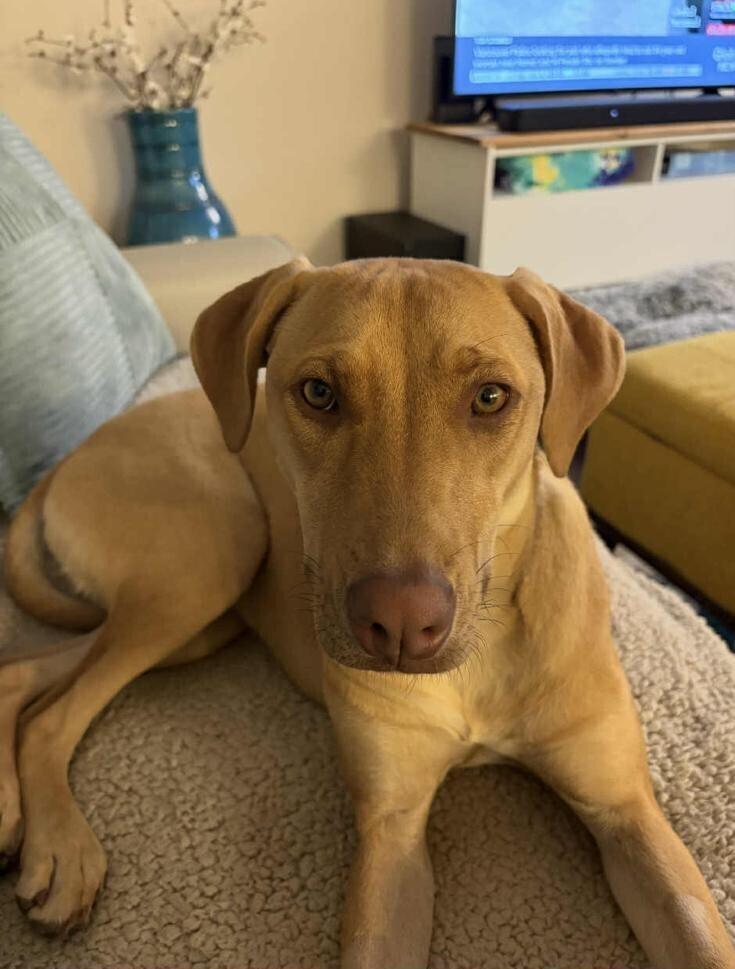 LEXI - LOCAL!, Adoptable, Young Female Labrador Retriever.