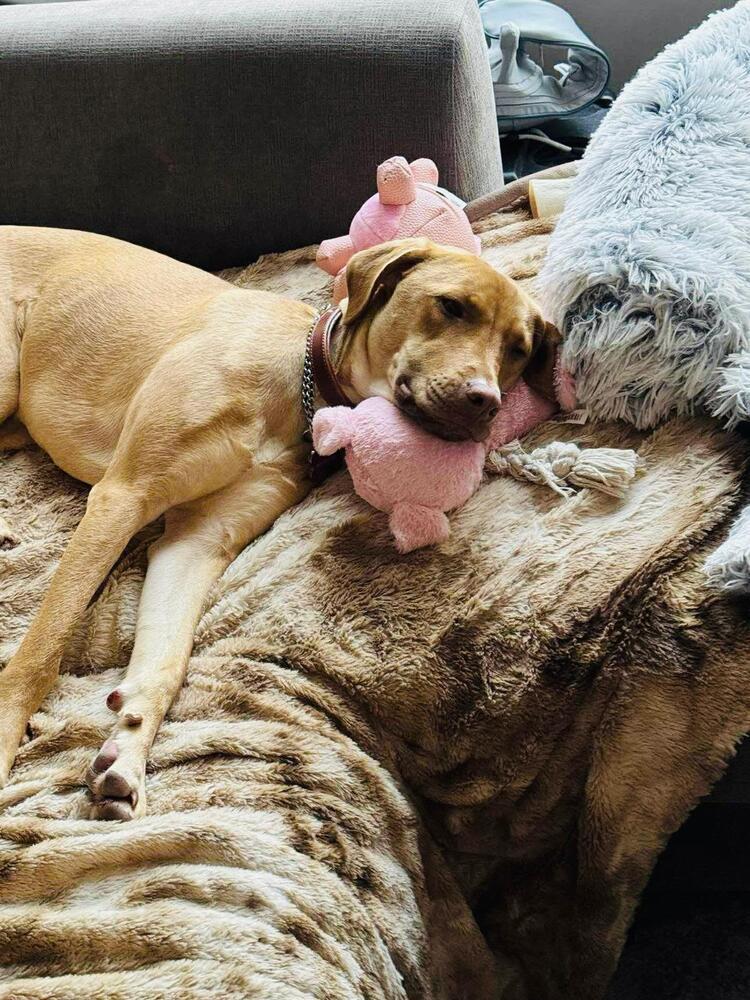 LEXI - LOCAL!, a Adoptable mixed breed in Langley, BC image 4/6