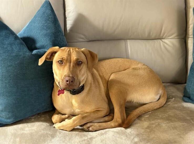 LEXI - LOCAL!, a Adoptable mixed breed in Langley, BC image 3/4