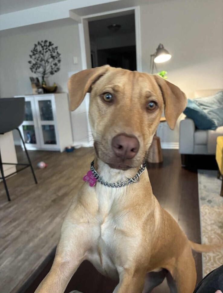 LEXI - LOCAL!, a Adoptable mixed breed in Langley, BC image 4/4